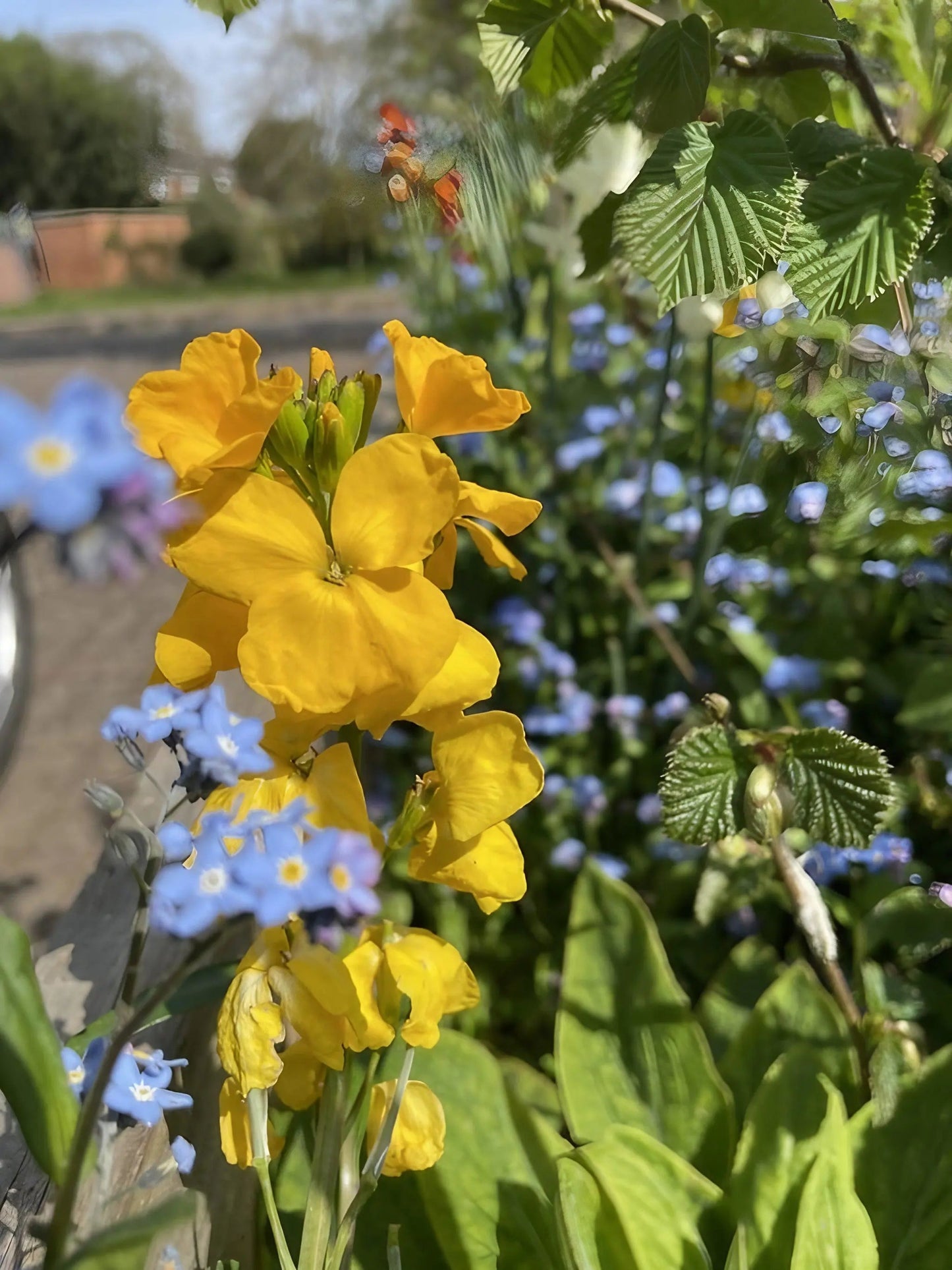 Wallflower Cloth of Gold