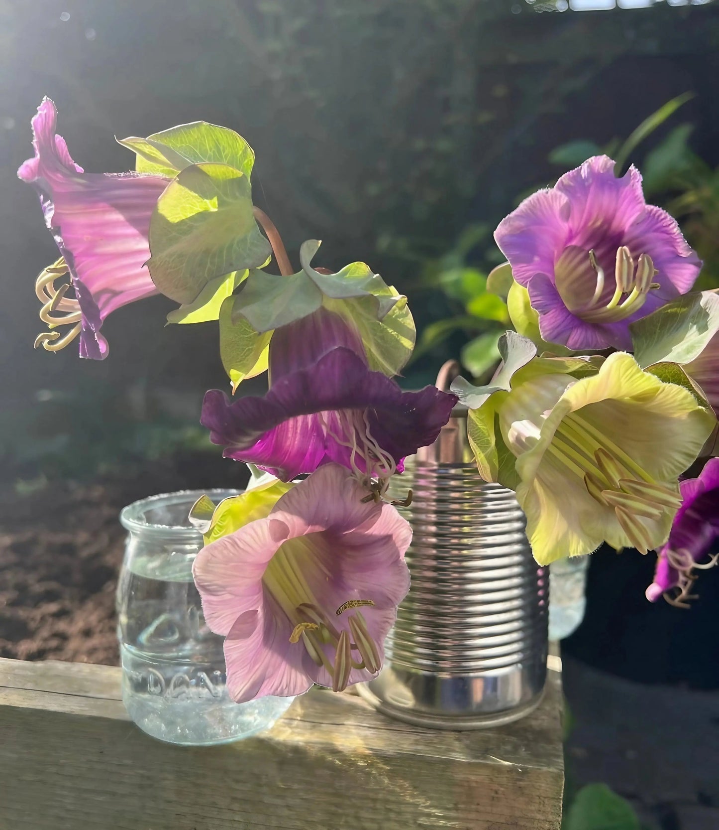 Cobaea scandens Purple