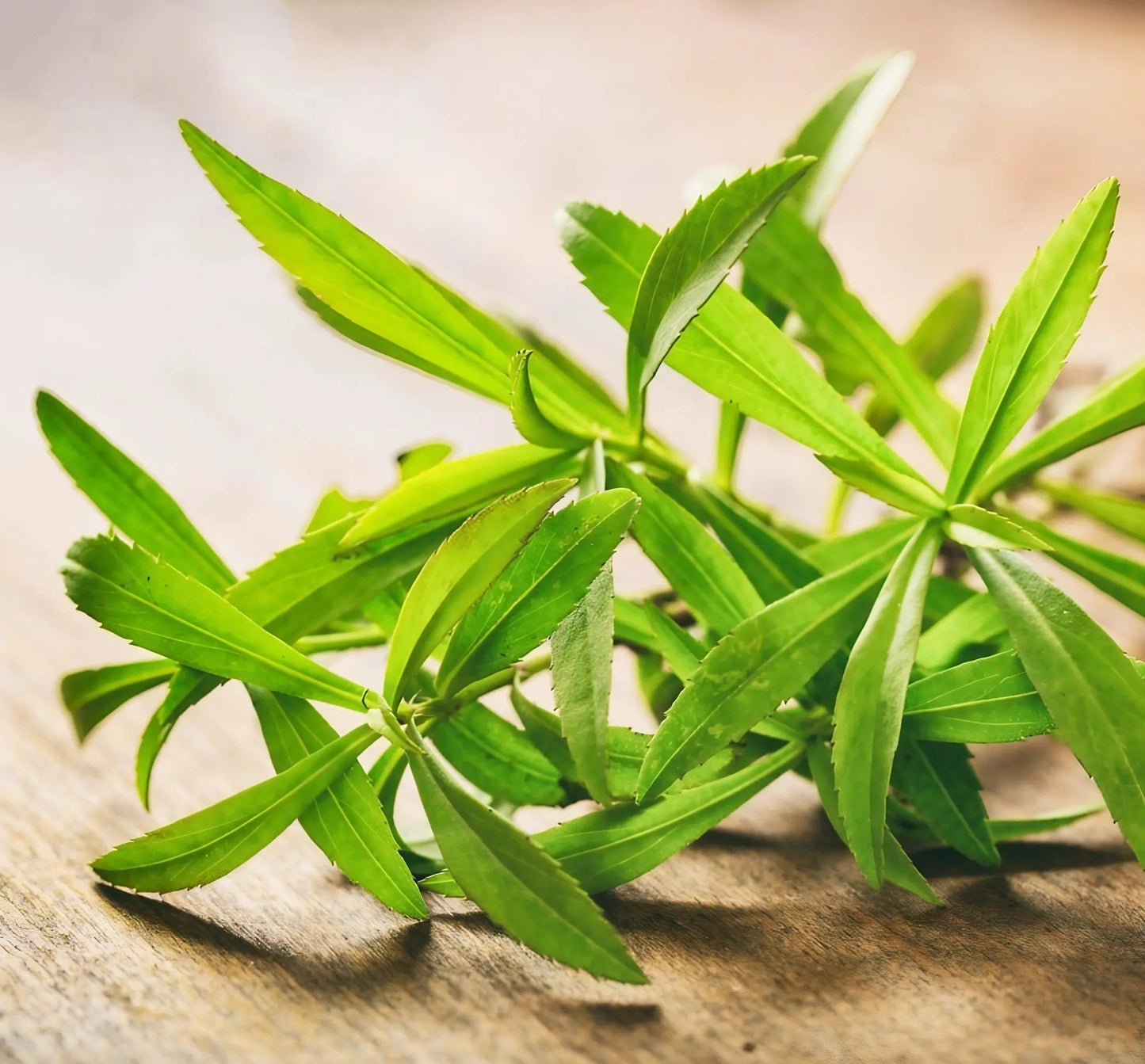 Russian Tarragon