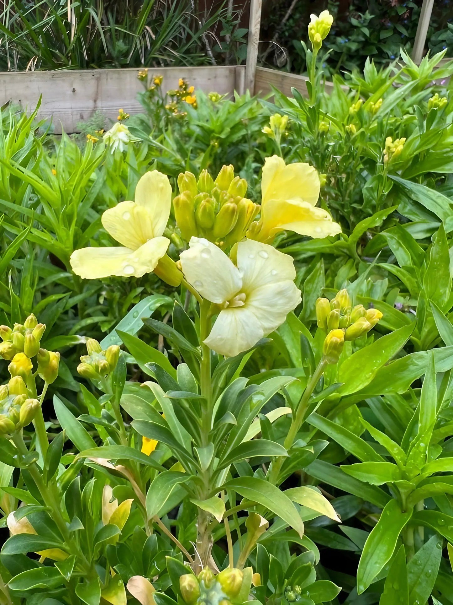 Wallflower Ivory White