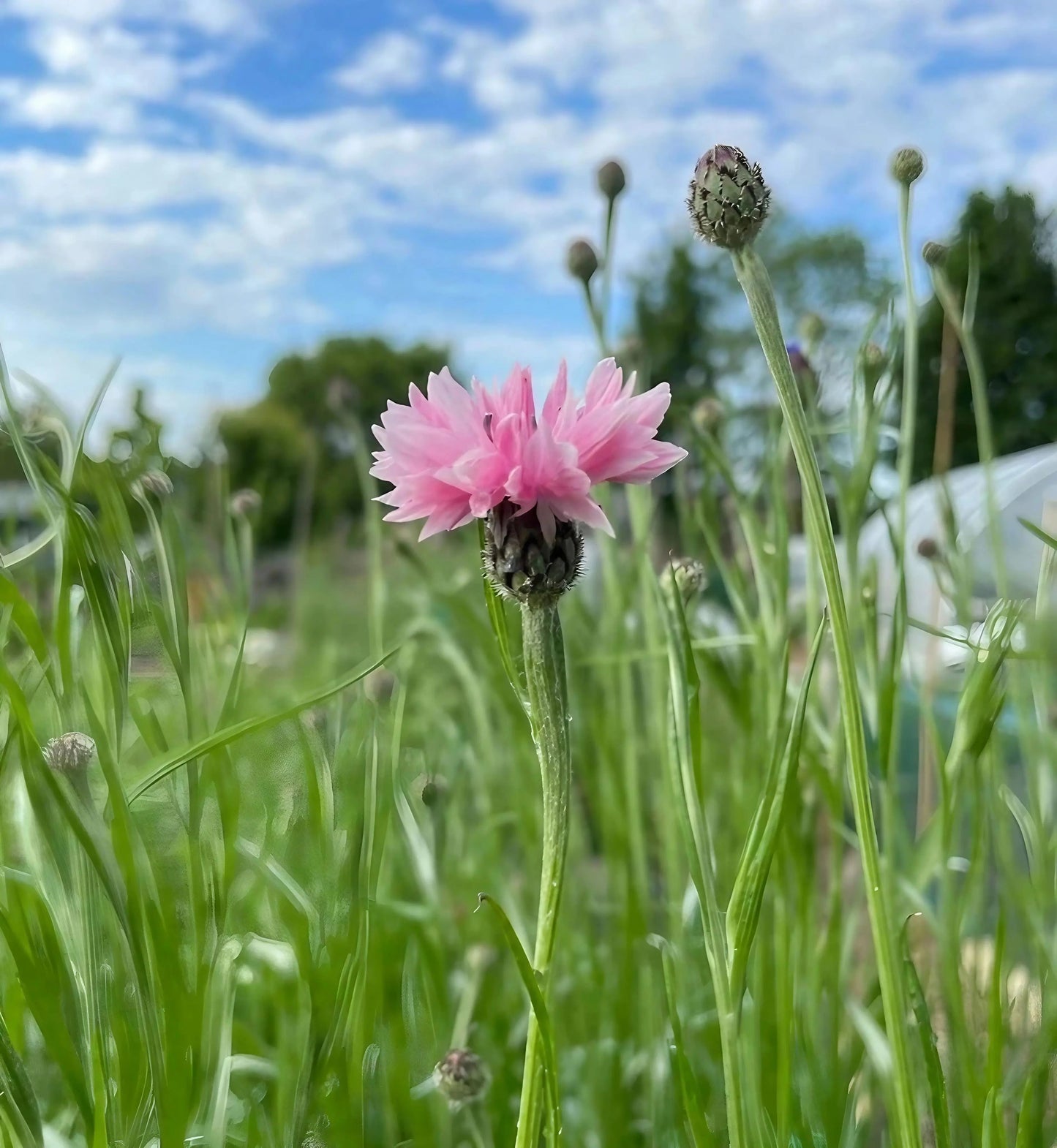 Cornflower Pink Ball