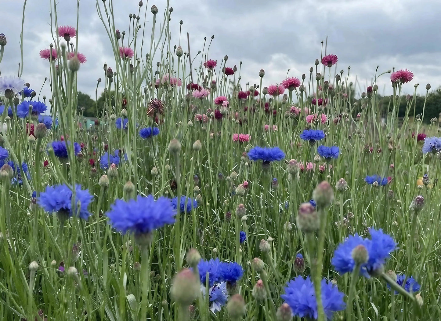 Cornflower Blue Ball