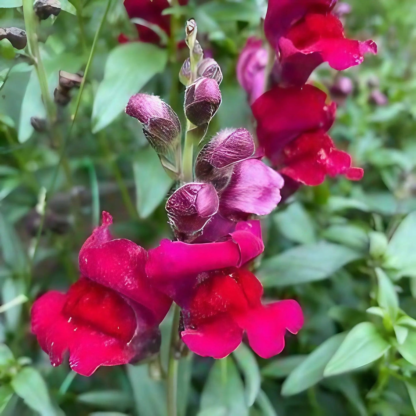 Antirrhinum Crown Mixed