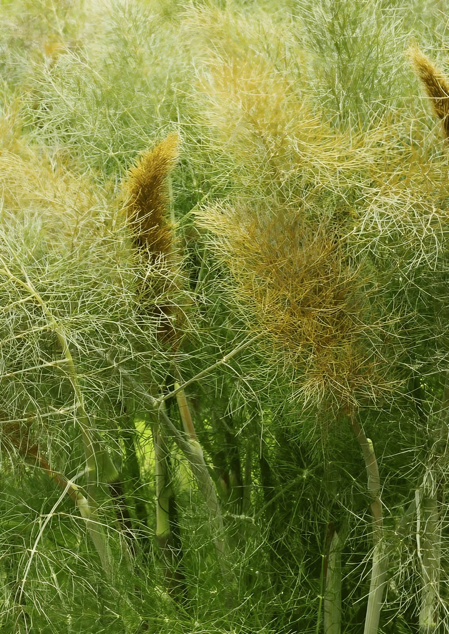 Bronze Fennel