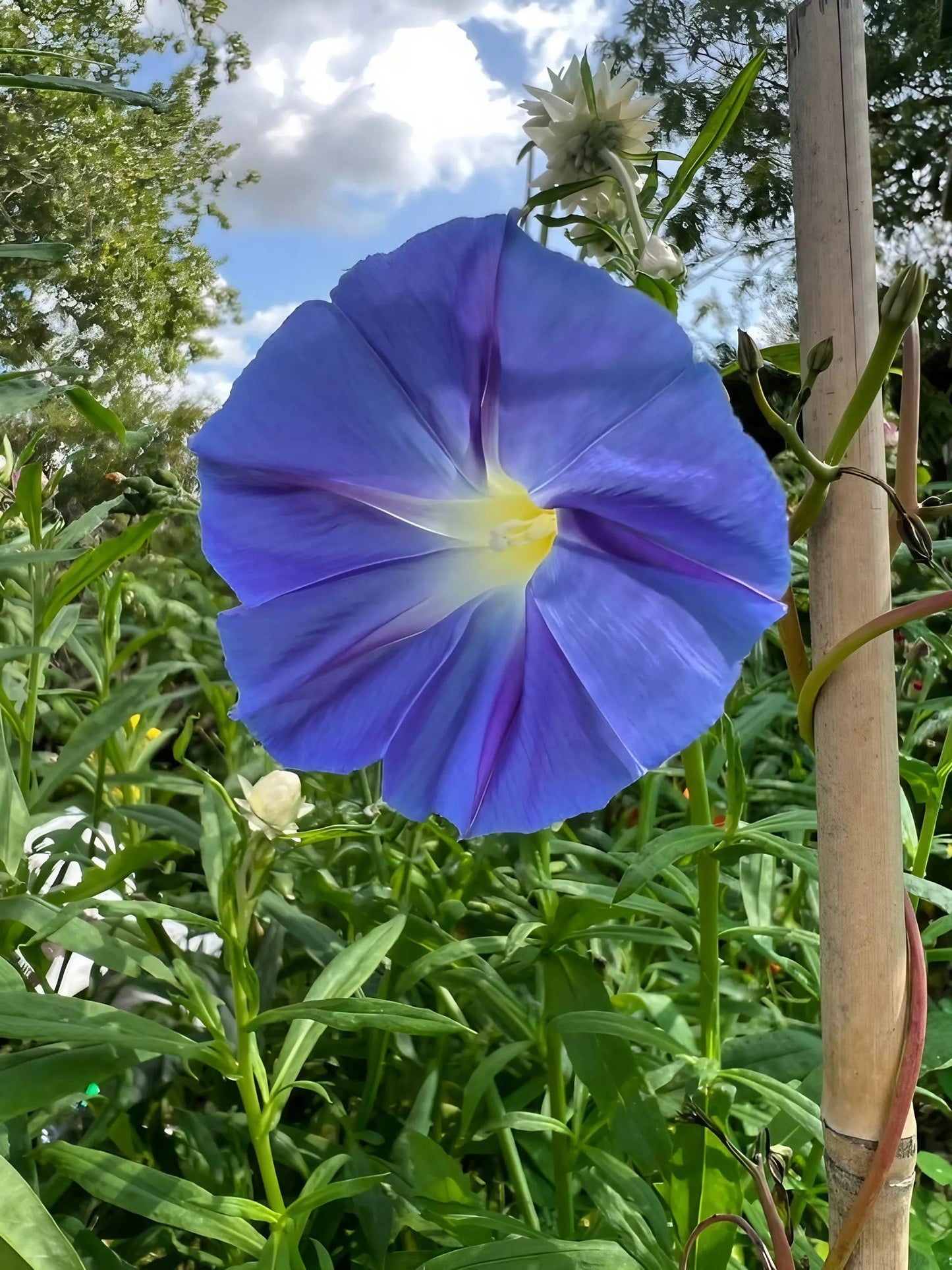 Ipomoea Heavenly Blue