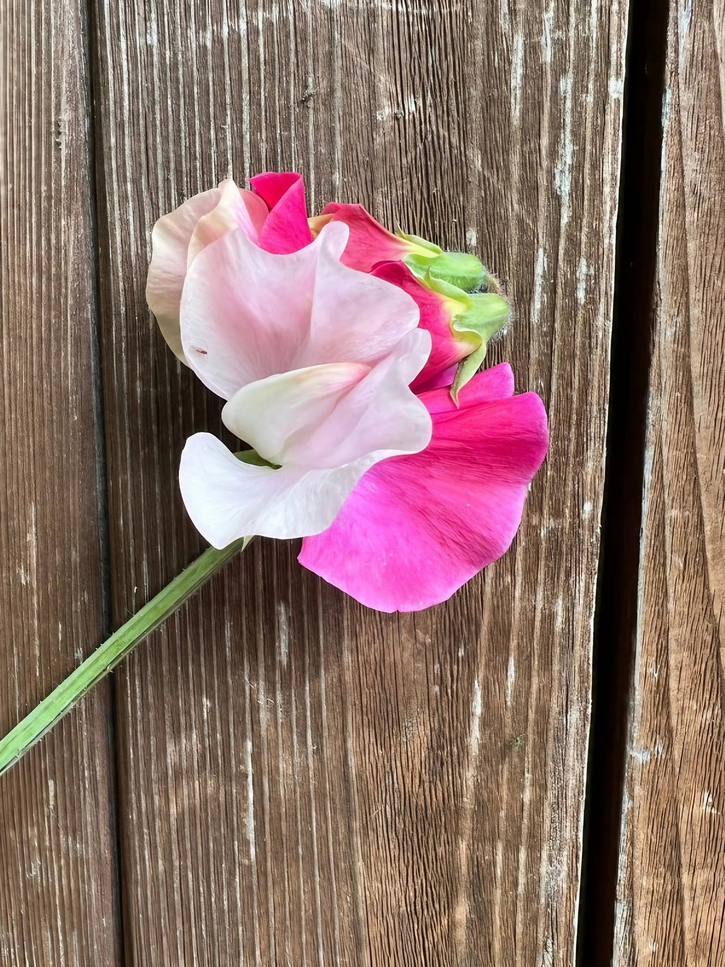 Sweet Pea Parfume Promise