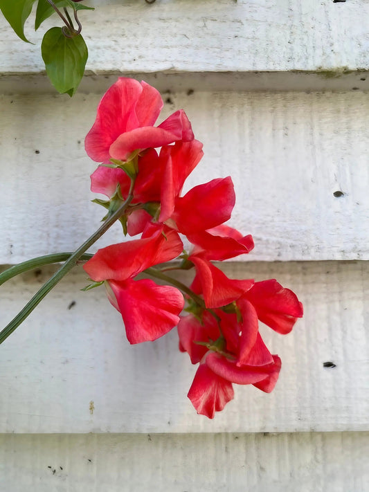 Sweet Pea Parfume Edith Flanagan