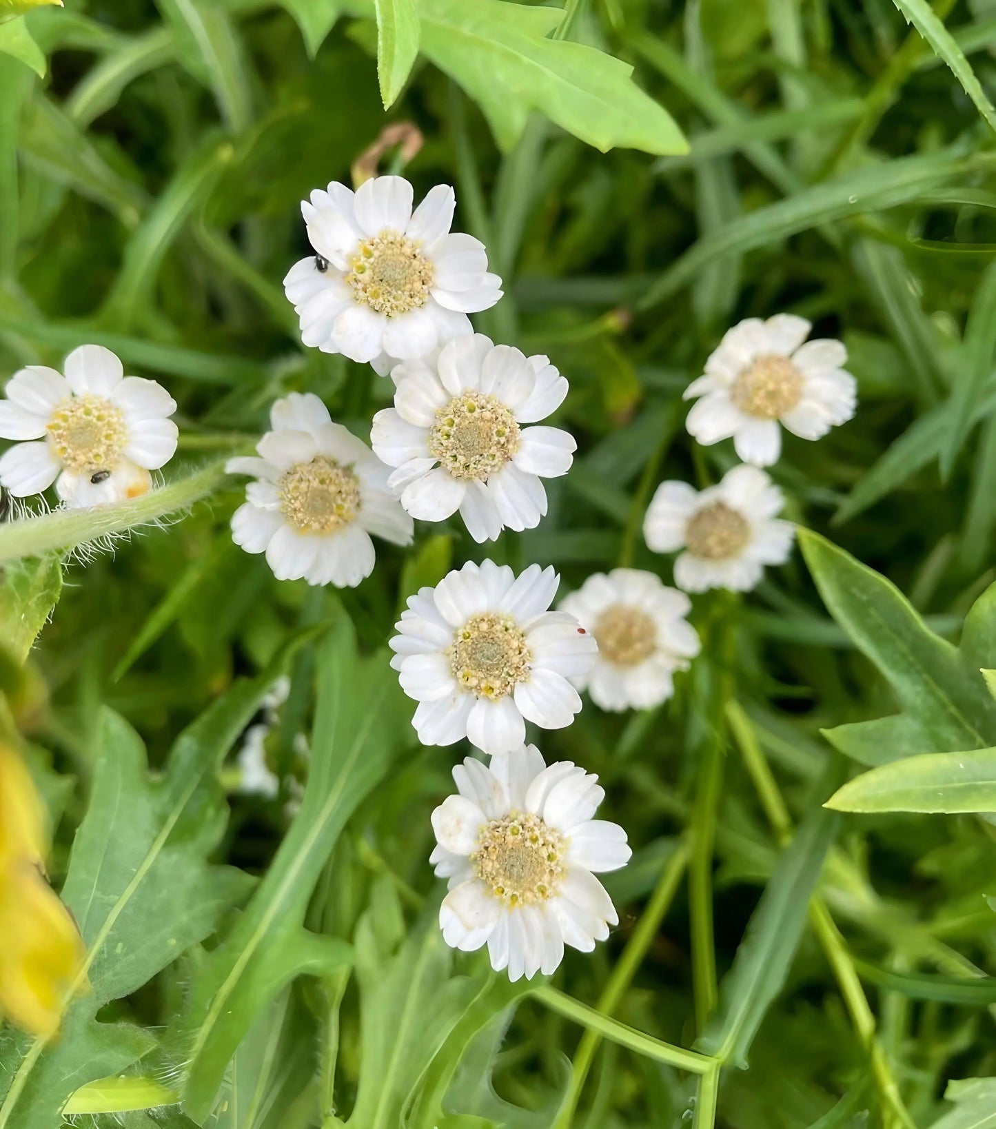 Achillea ptarmica Ballerina