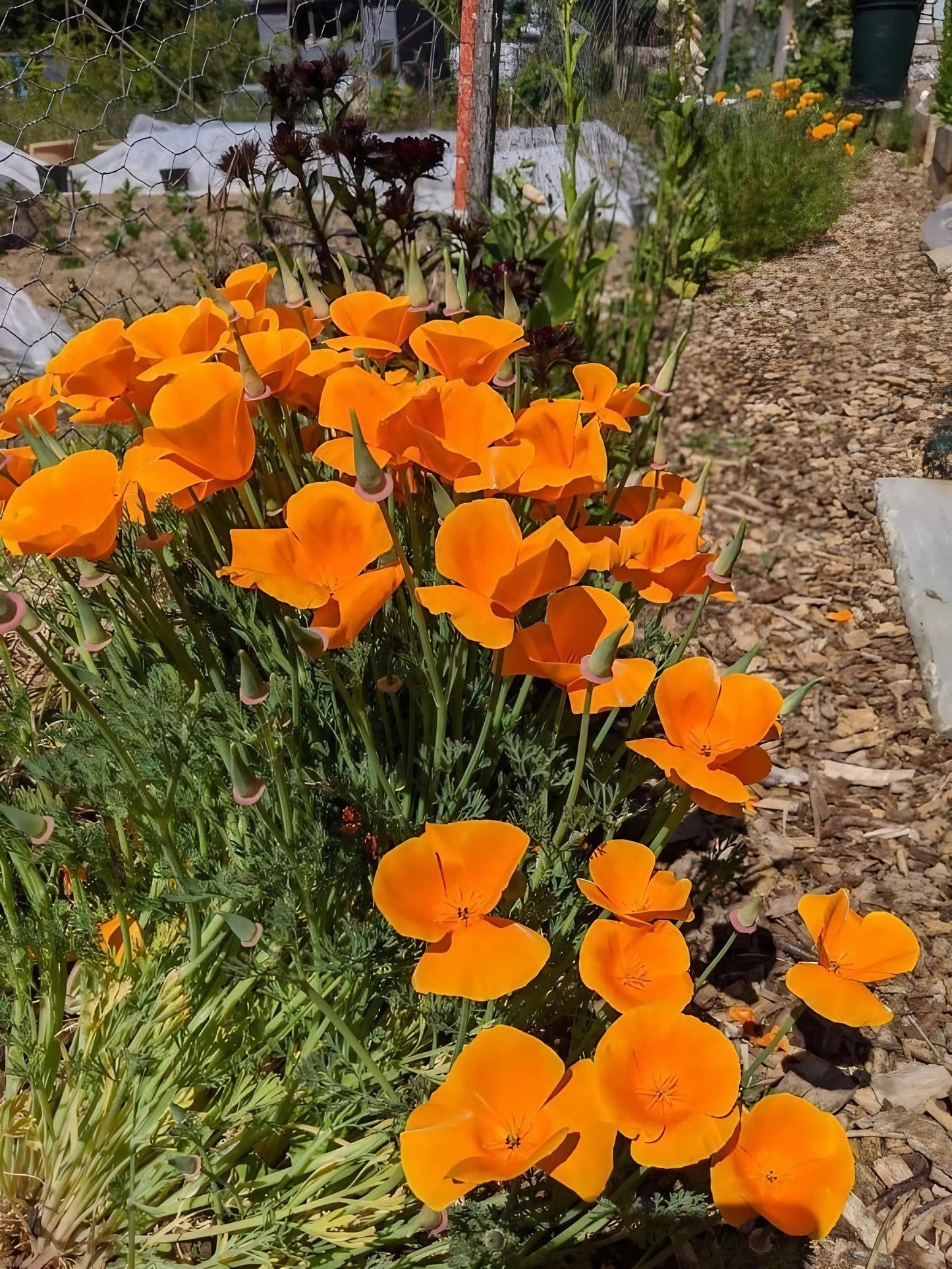 Poppy Californian Golden West