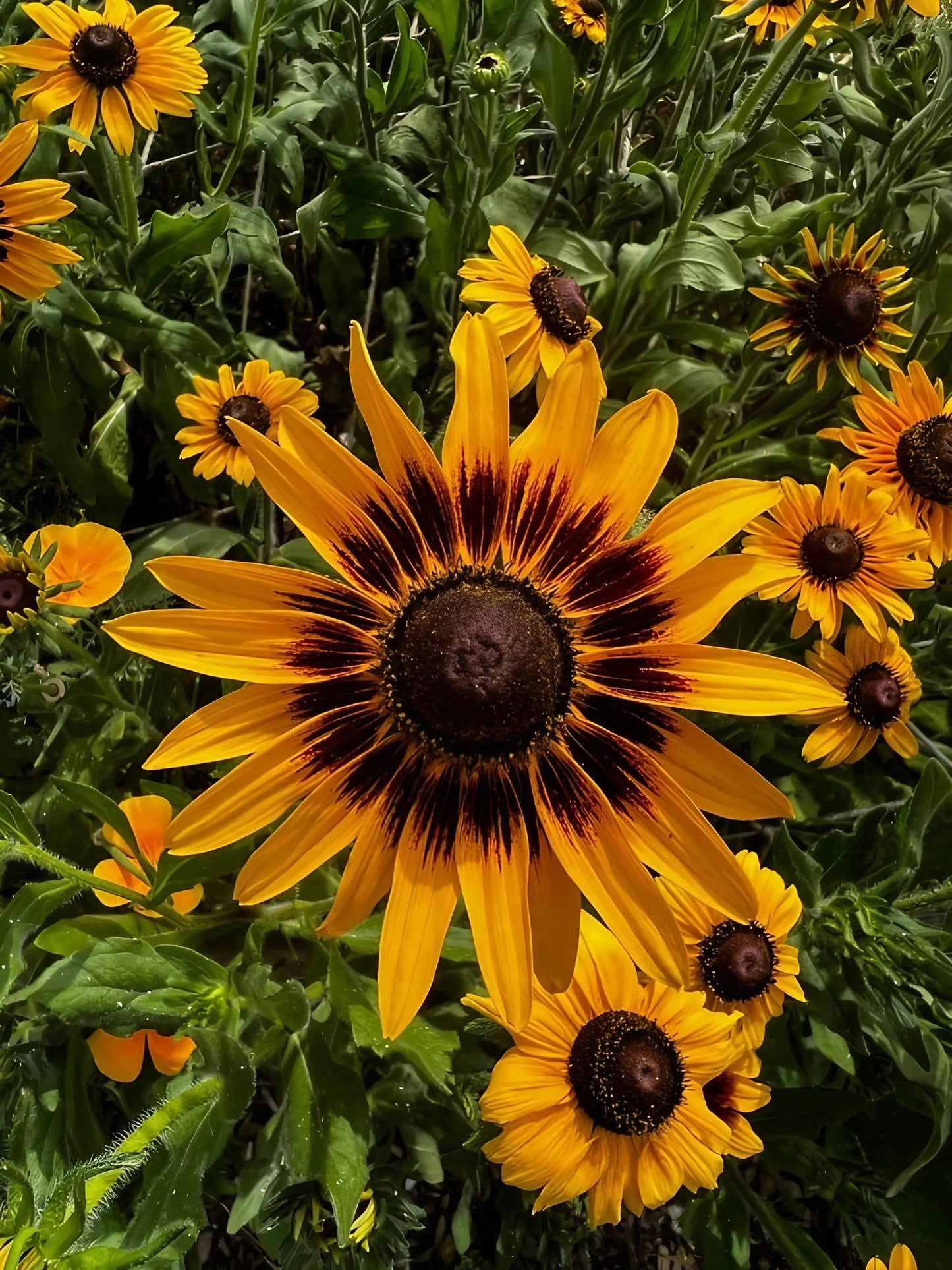 Rudbeckia Autumn Forest