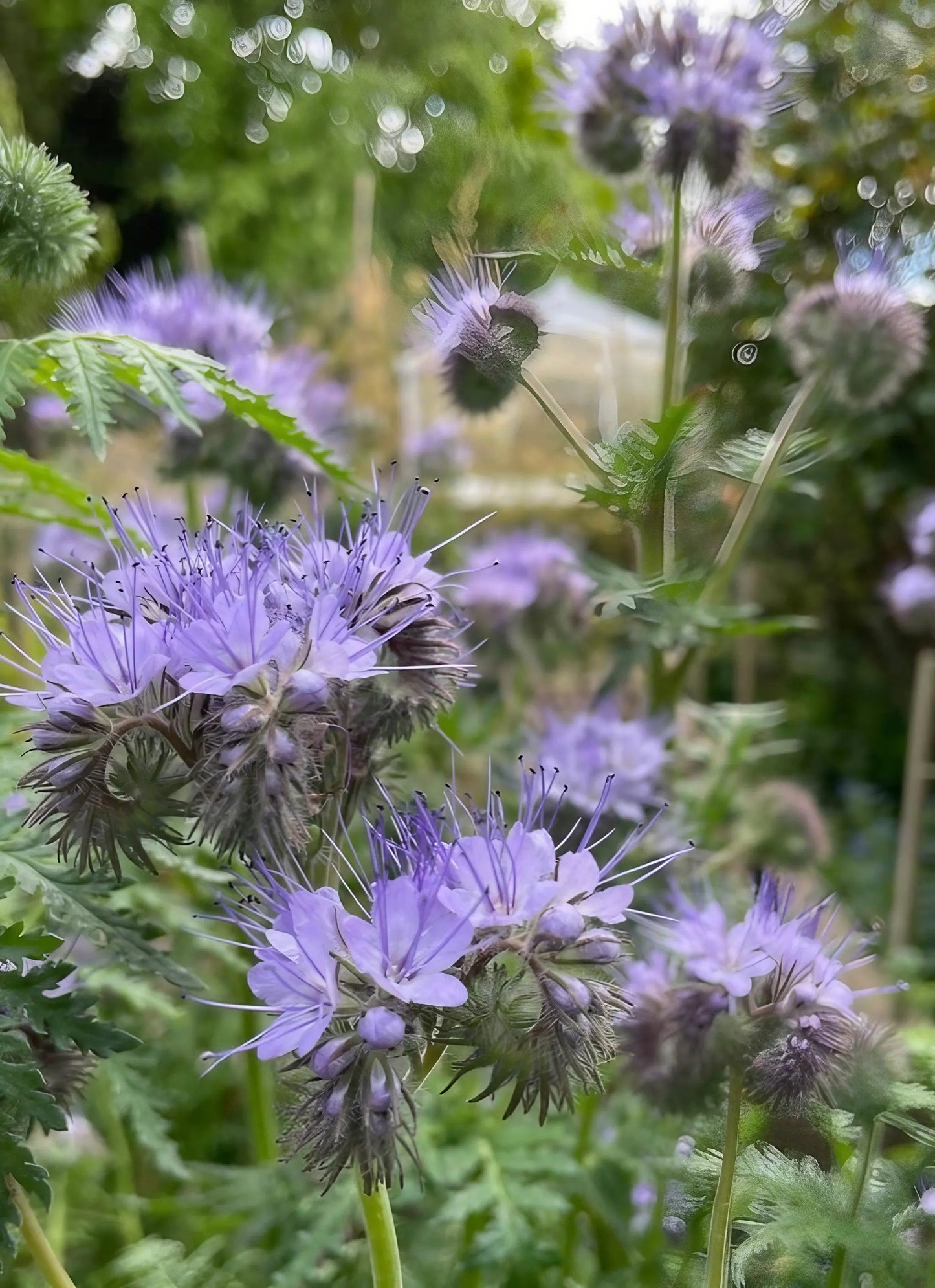 Phacelia Tanacetifolia