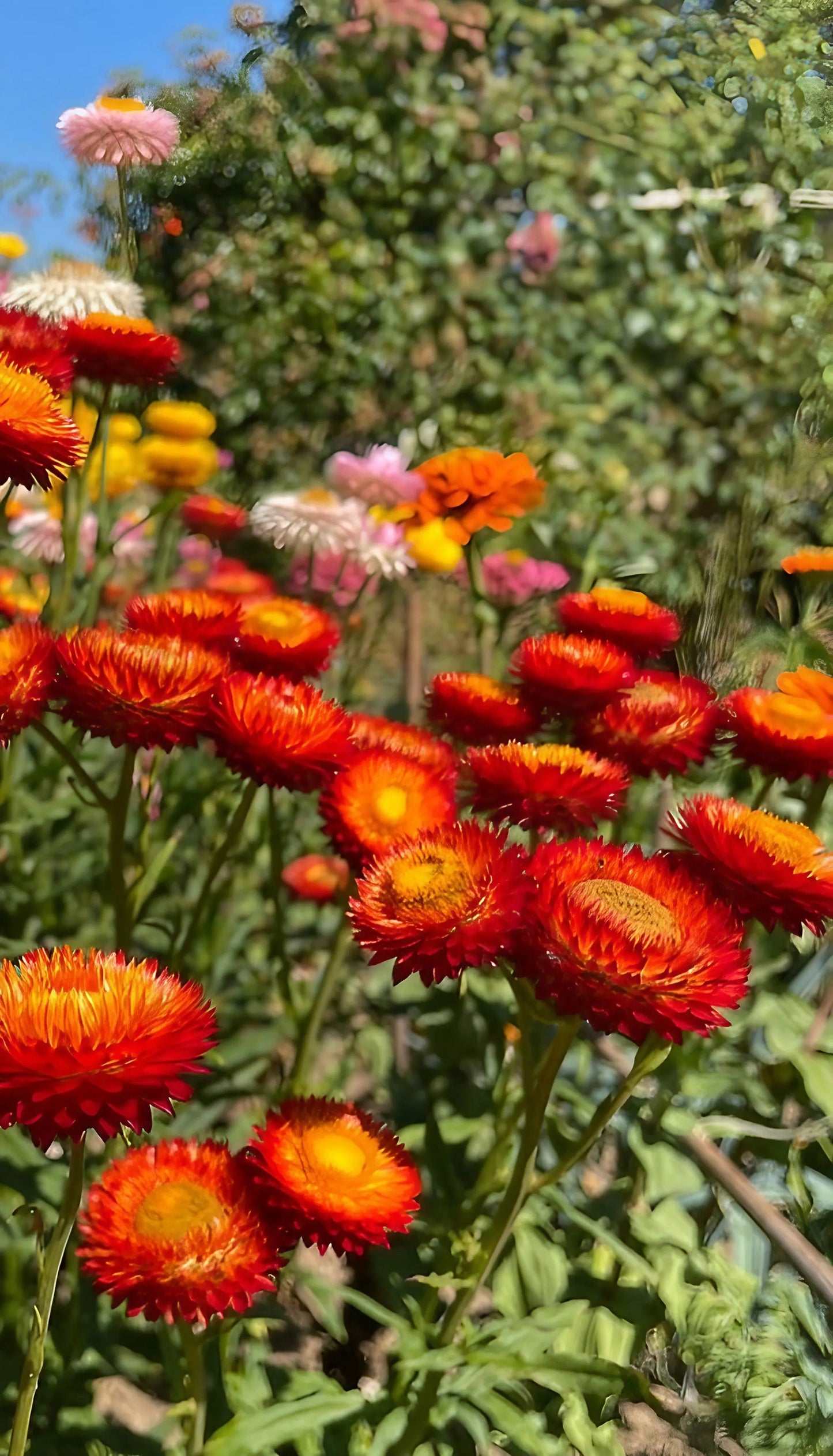 Strawflower Helichrysum Swiss Giant Mix