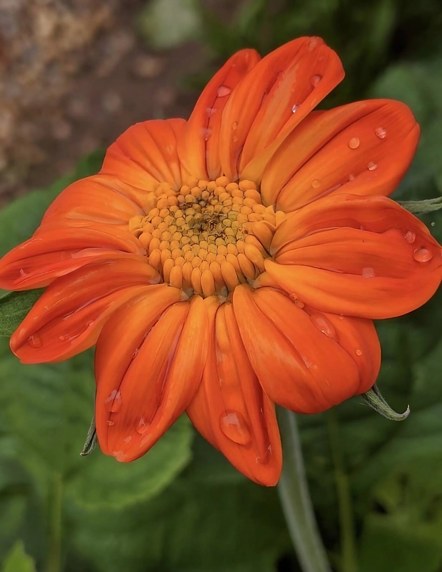 Tithonia Goldfinger