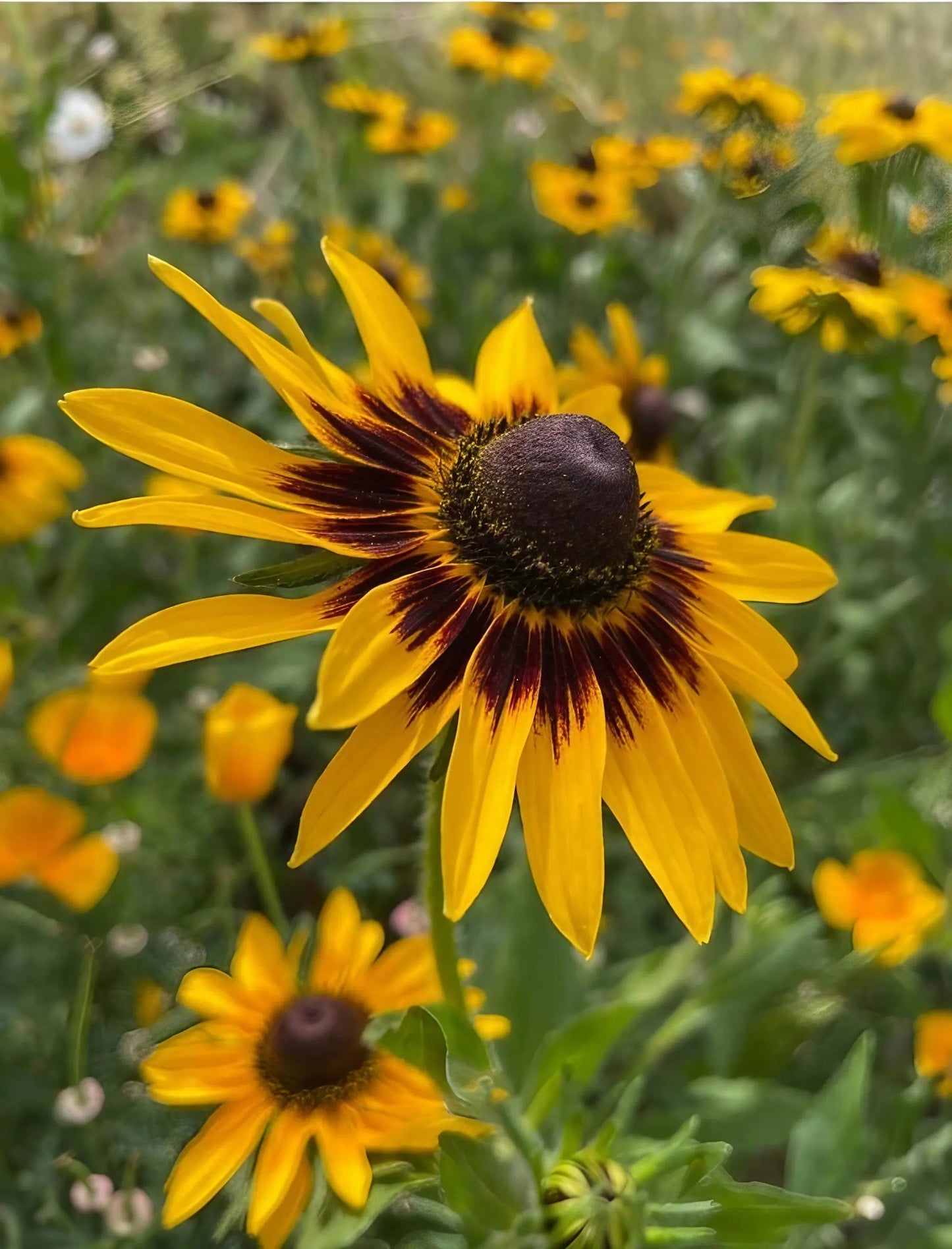 Rudbeckia Autumn Forest