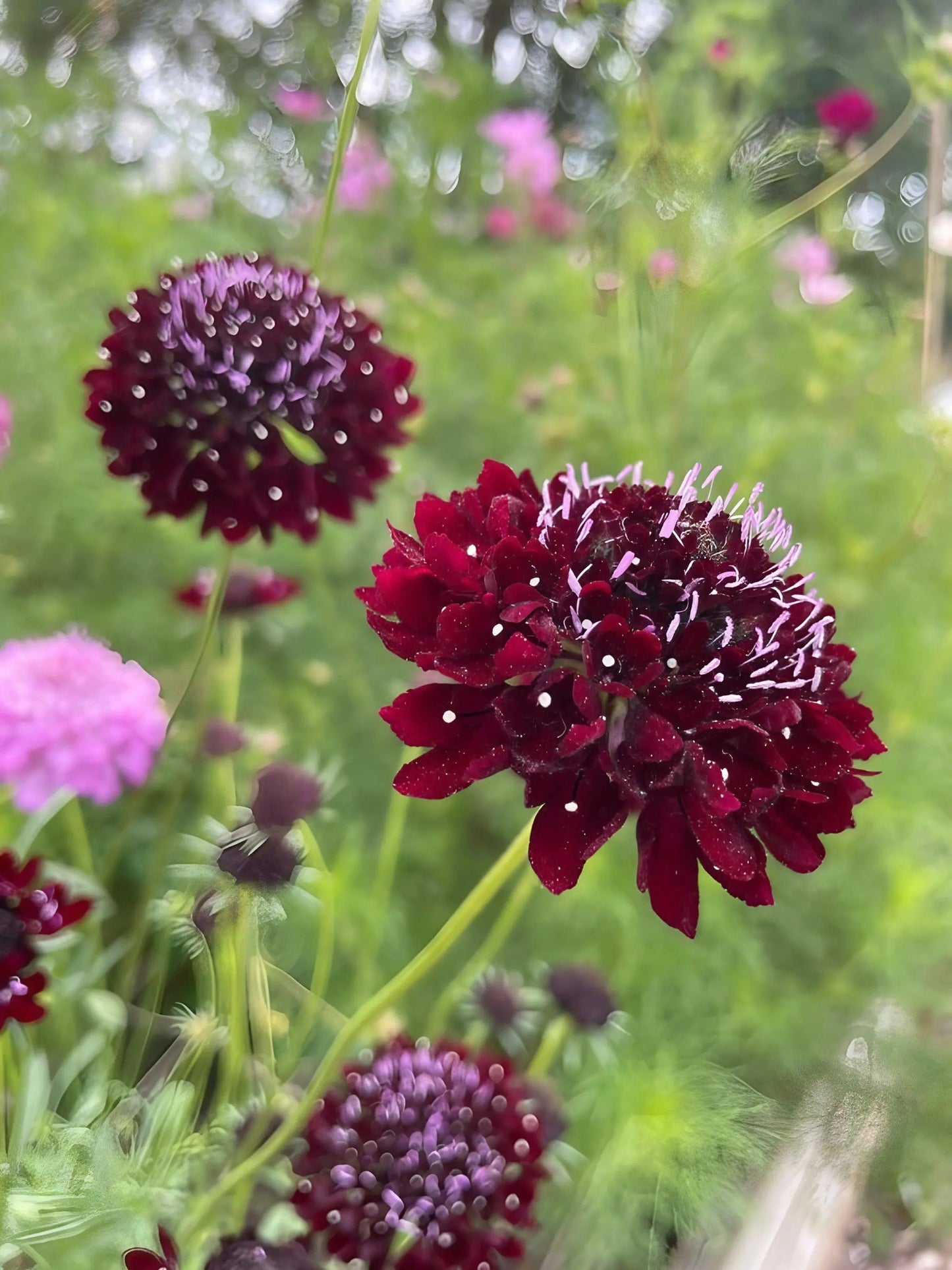 Scabious Black Knight