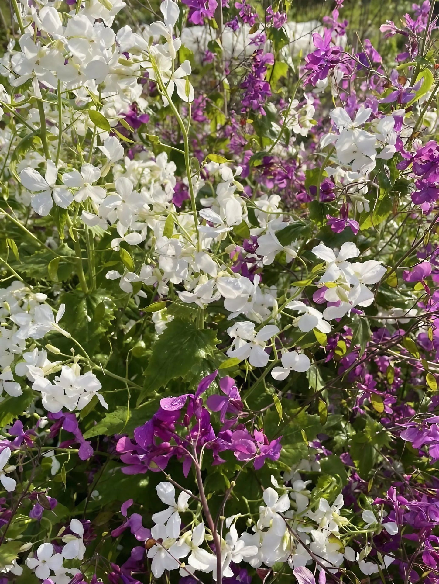 Honesty (Lunaria Annua) Mixed