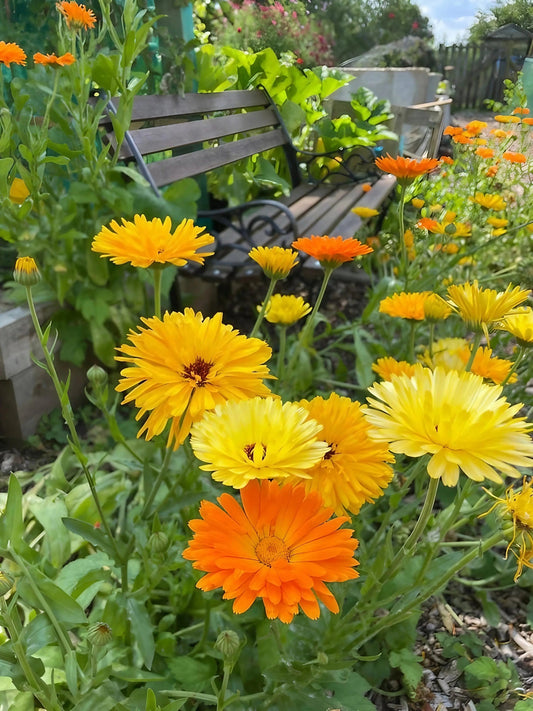 Calendula Art Shades Mixed