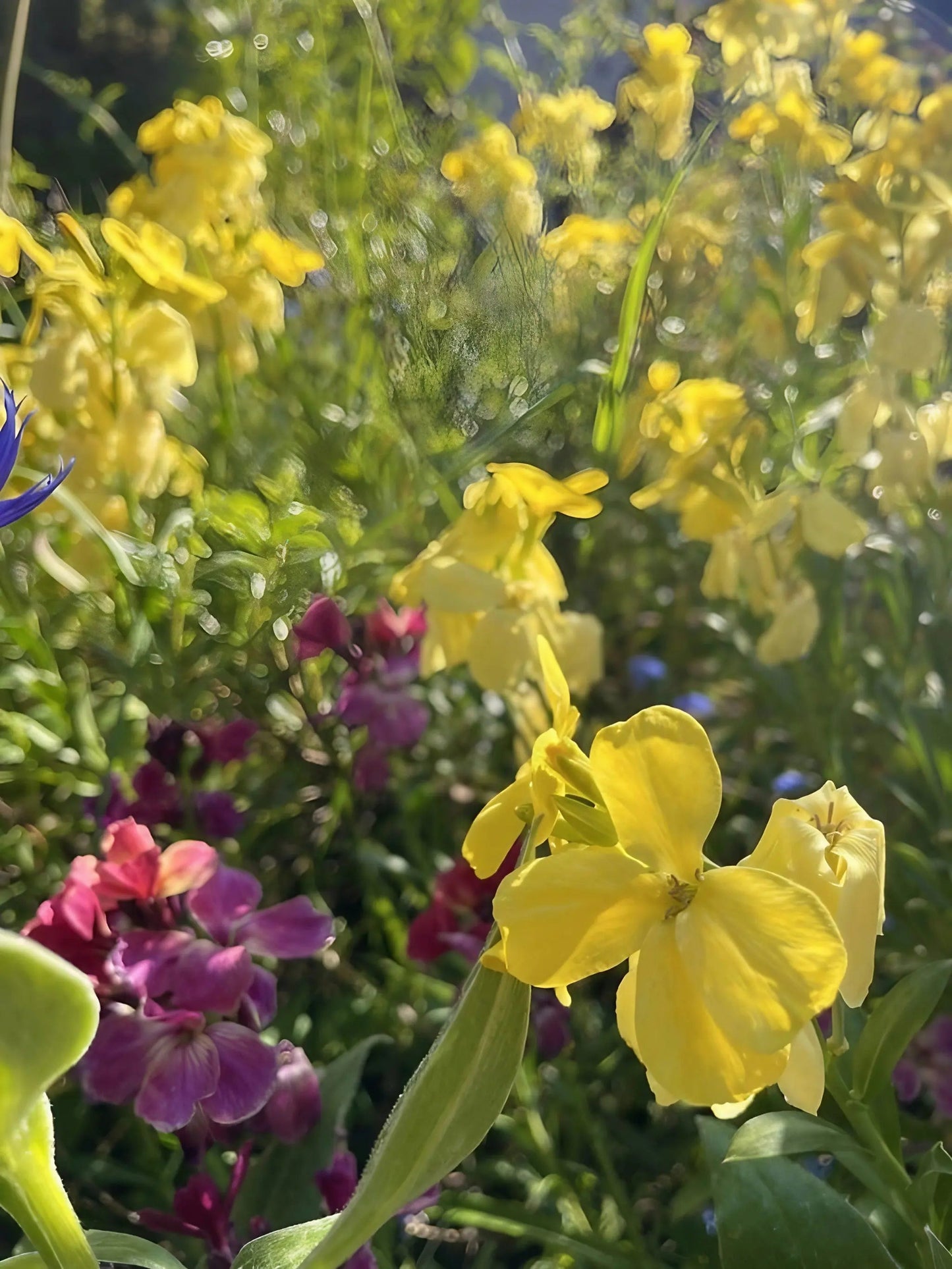 Wallflower Cloth of Gold