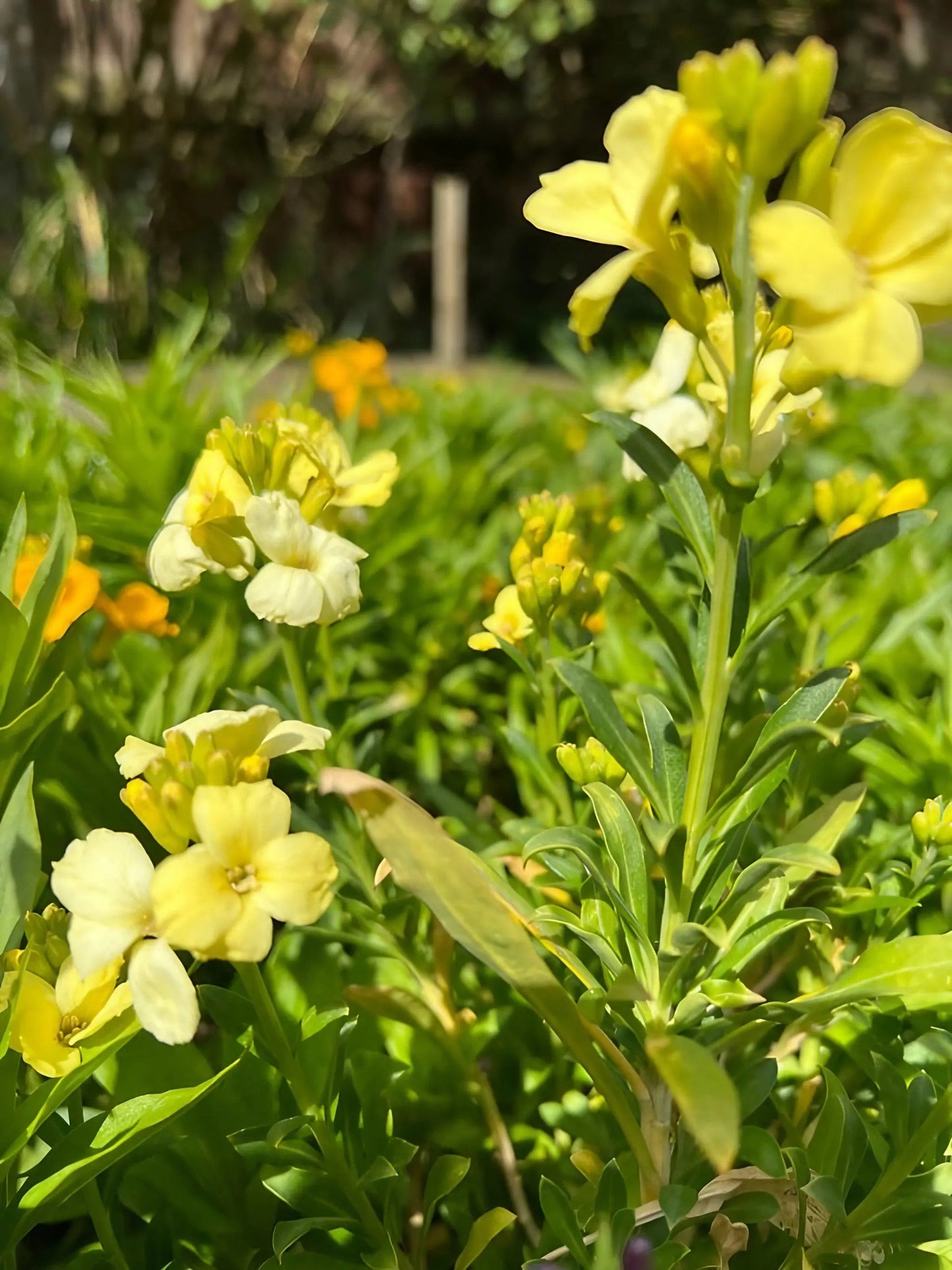 Wallflower Ivory White