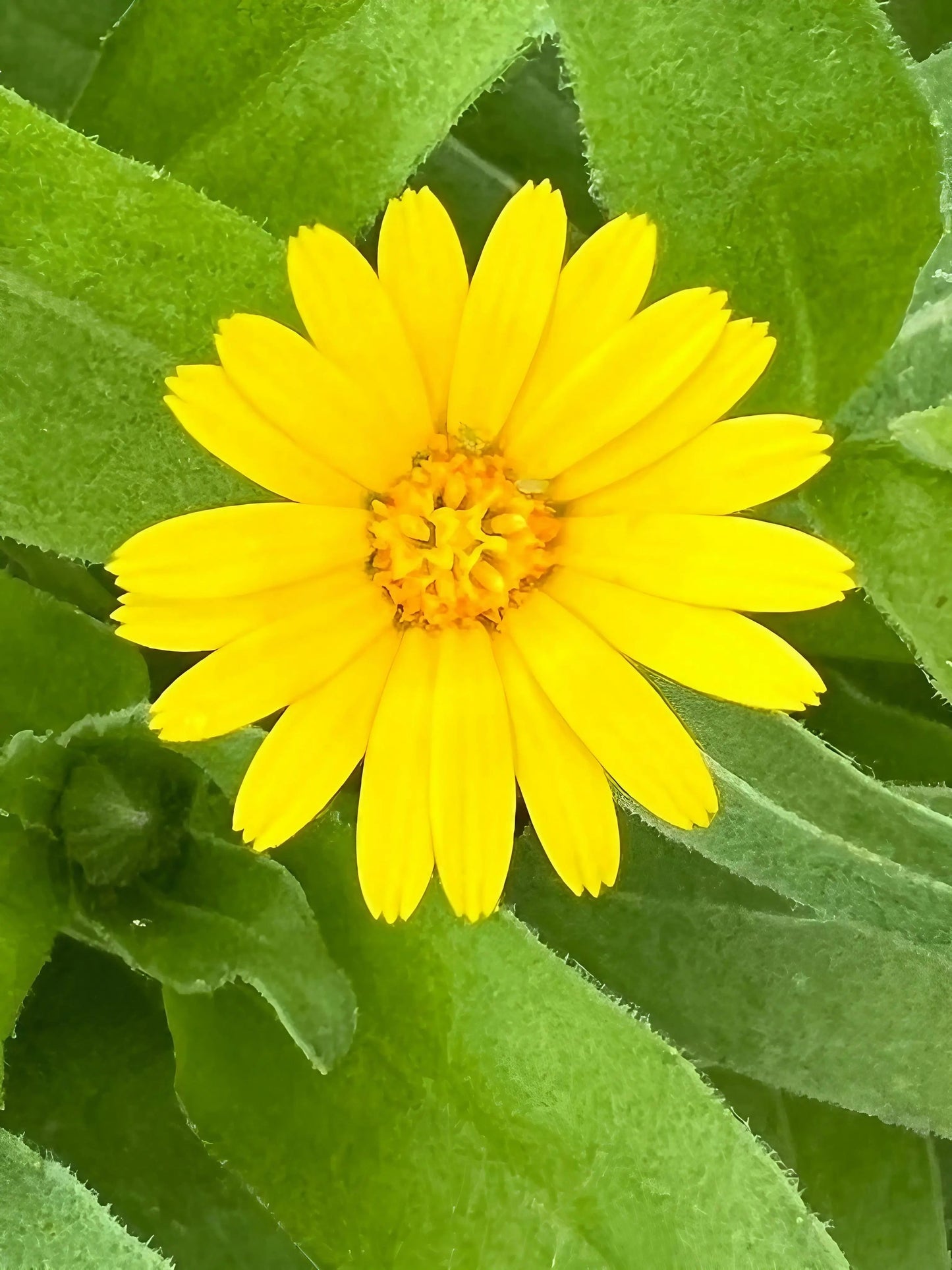 Calendula Wintersun