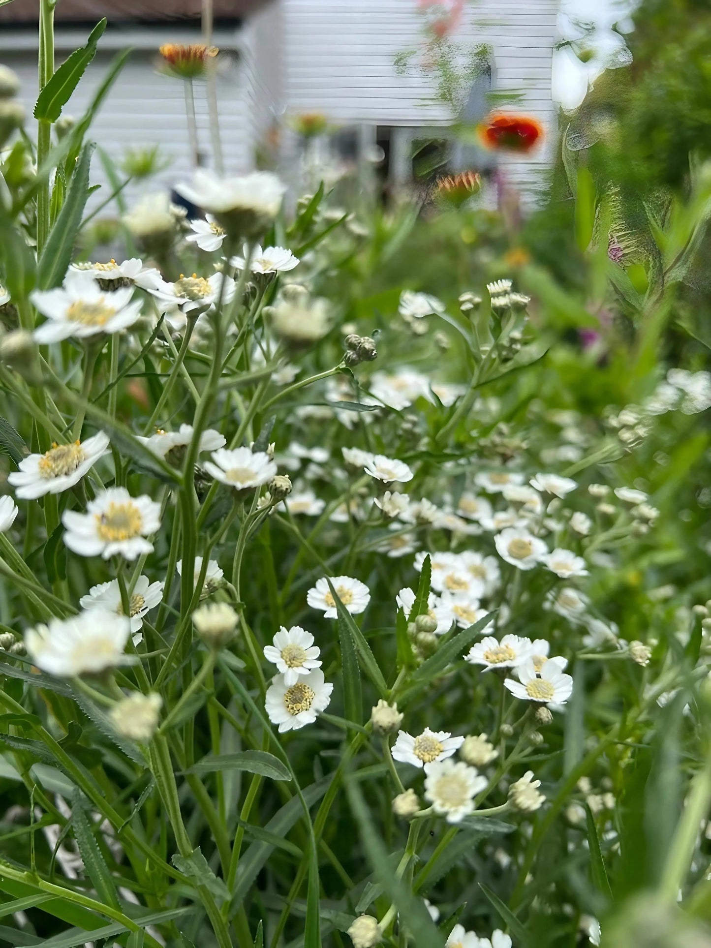 Achillea ptarmica Ballerina