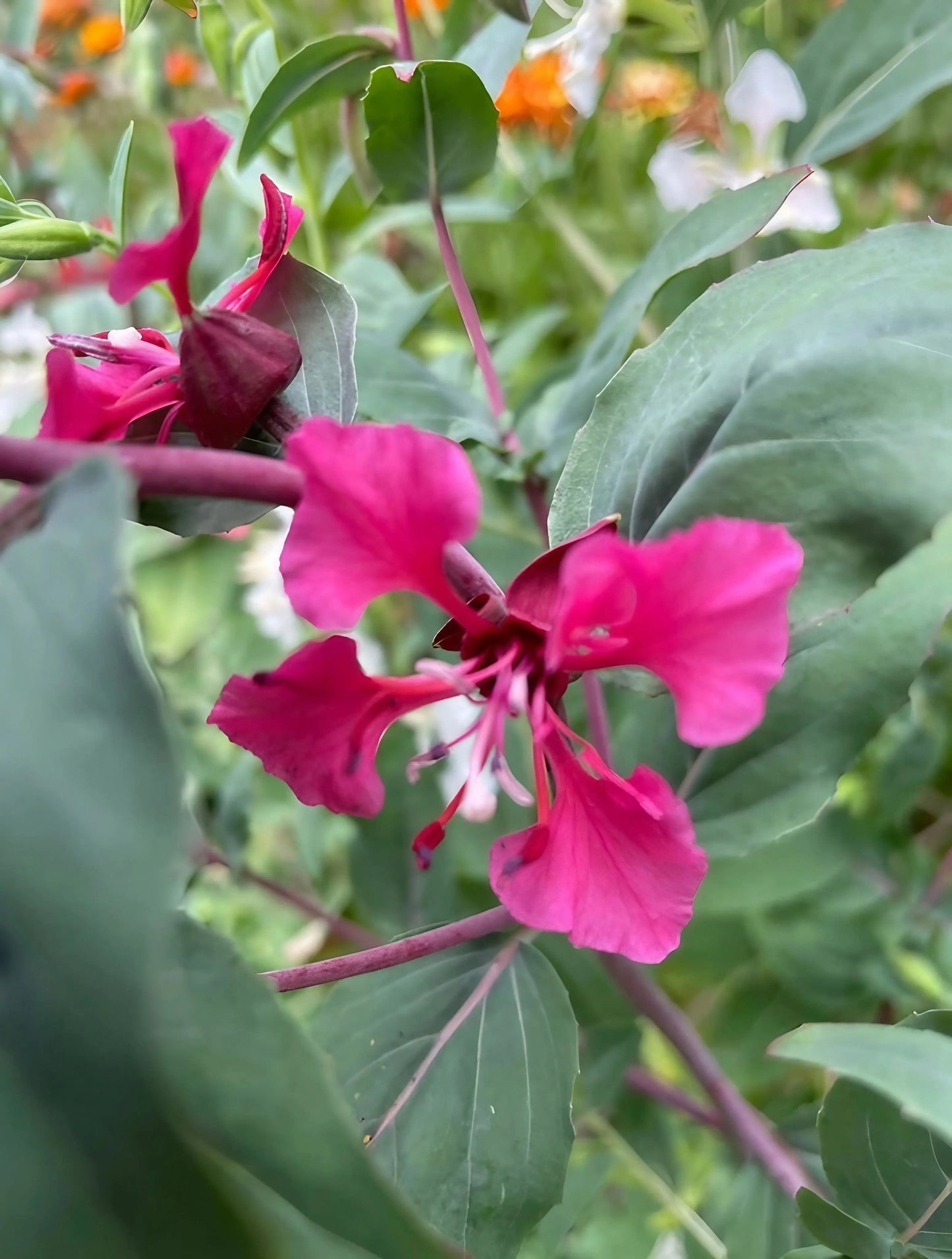 Clarkia Crown Double Mix