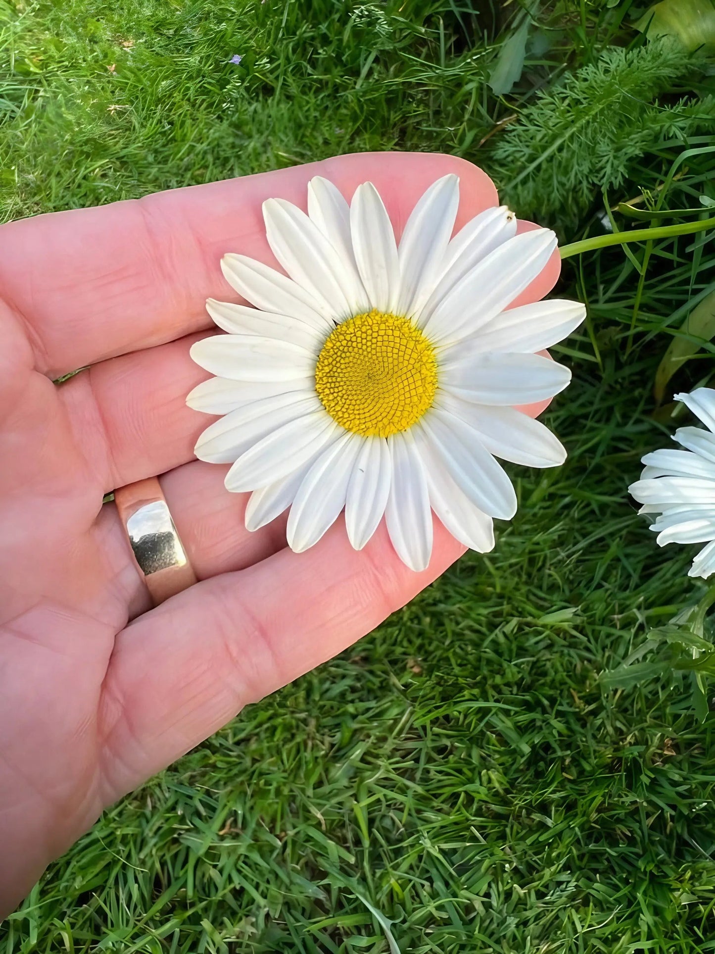 Oxeye Daisy