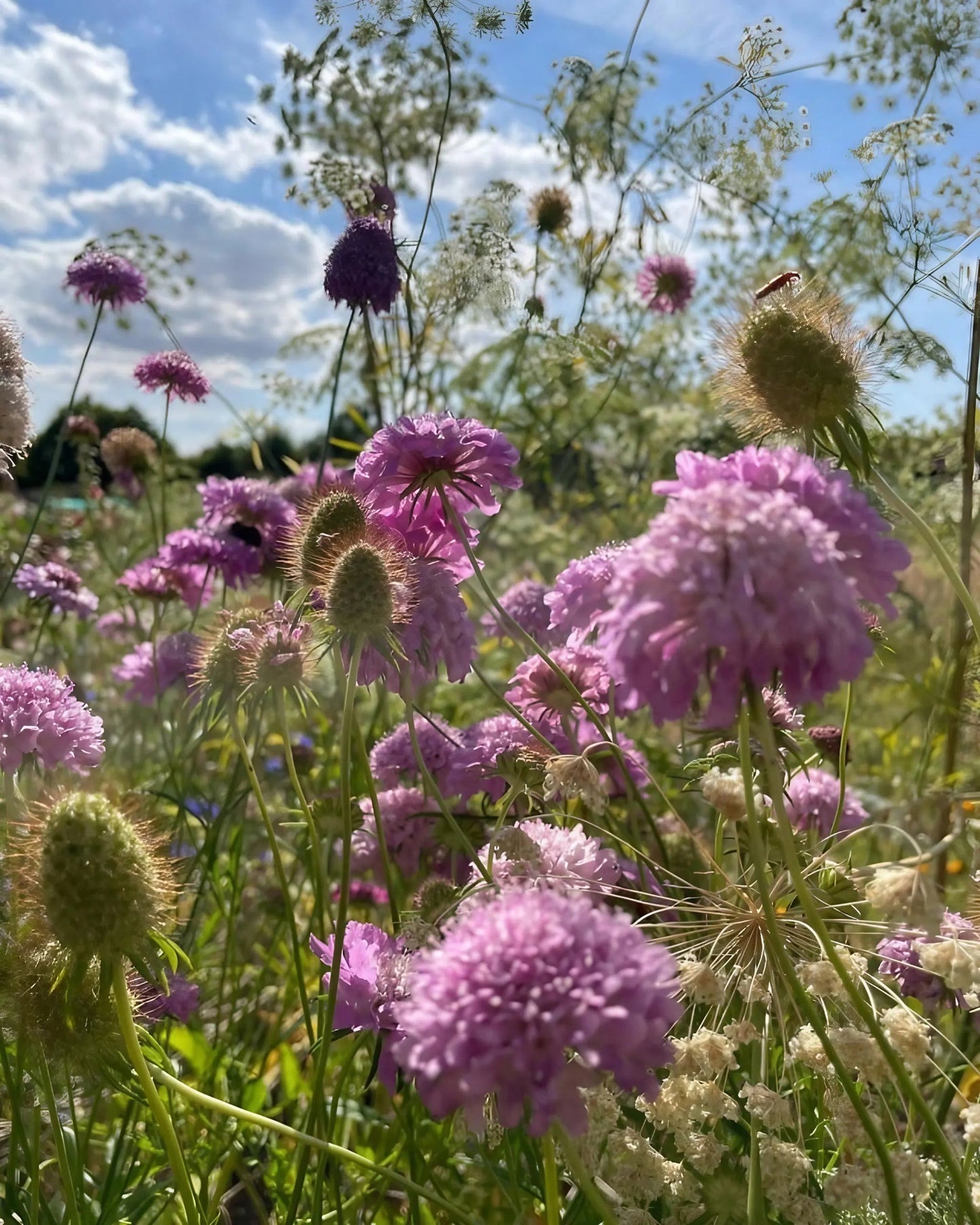 Scabious Imperial Mix