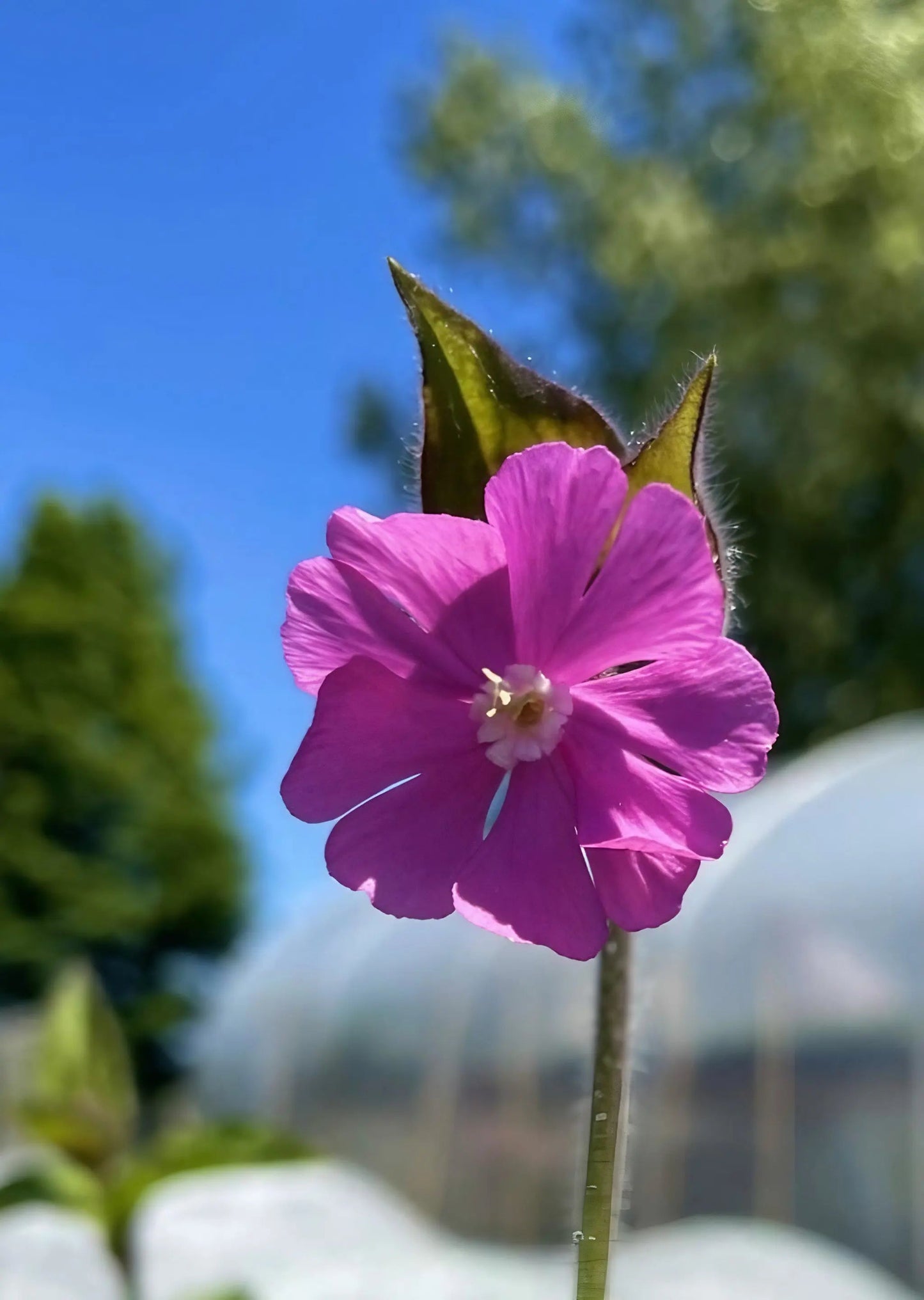 Red Campion