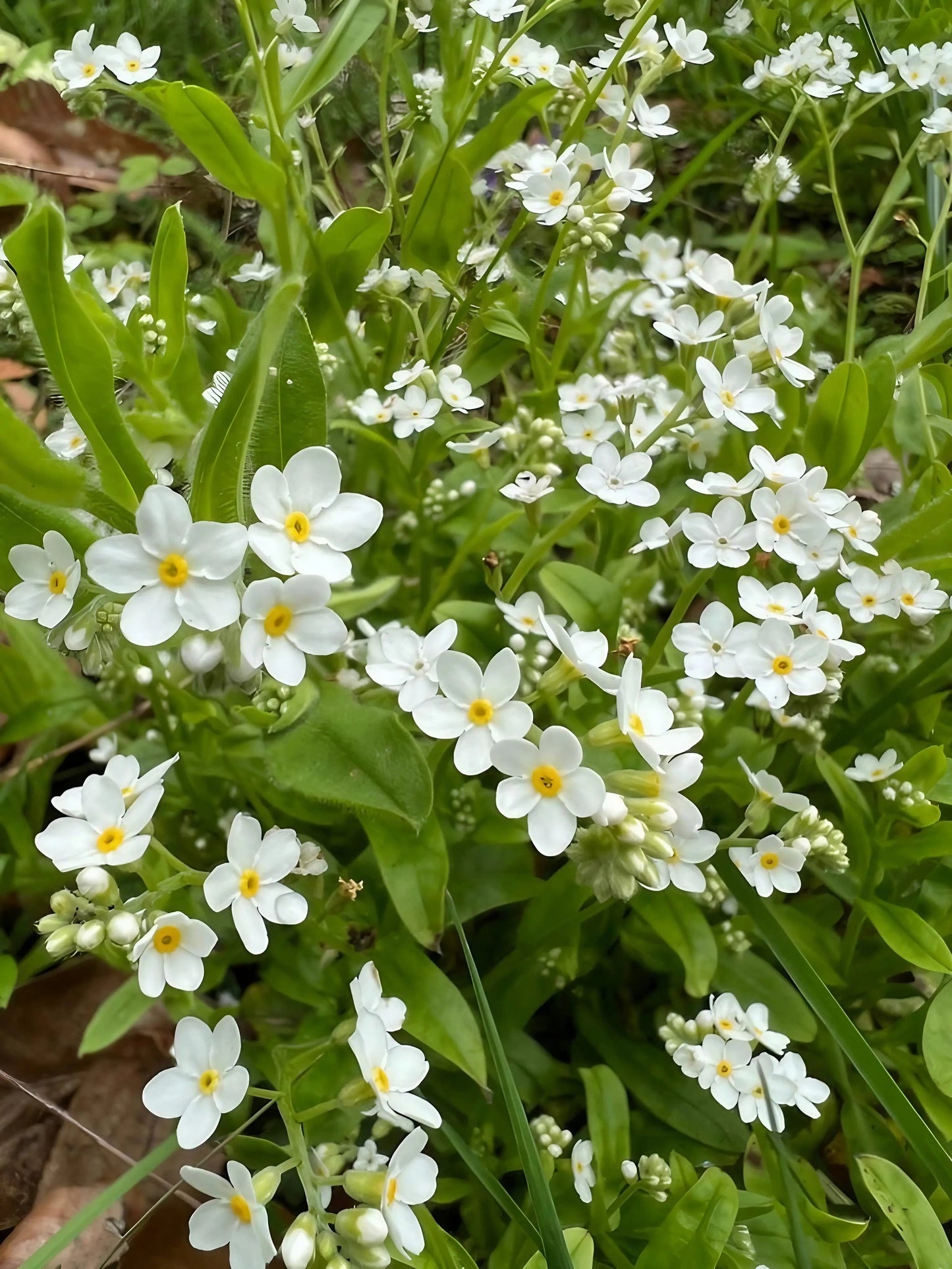 Forget-me-not White