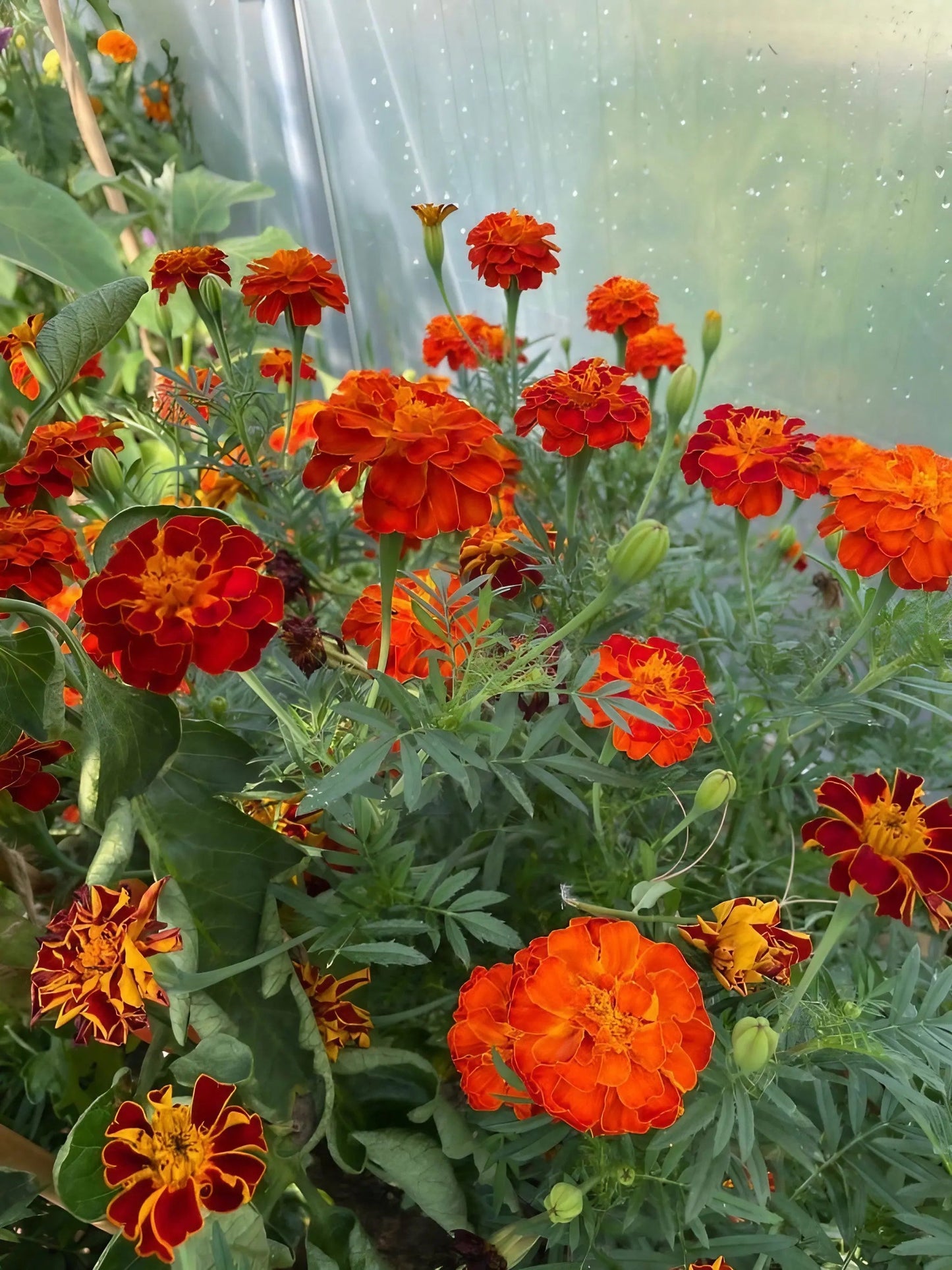 French Marigold Red Cherry