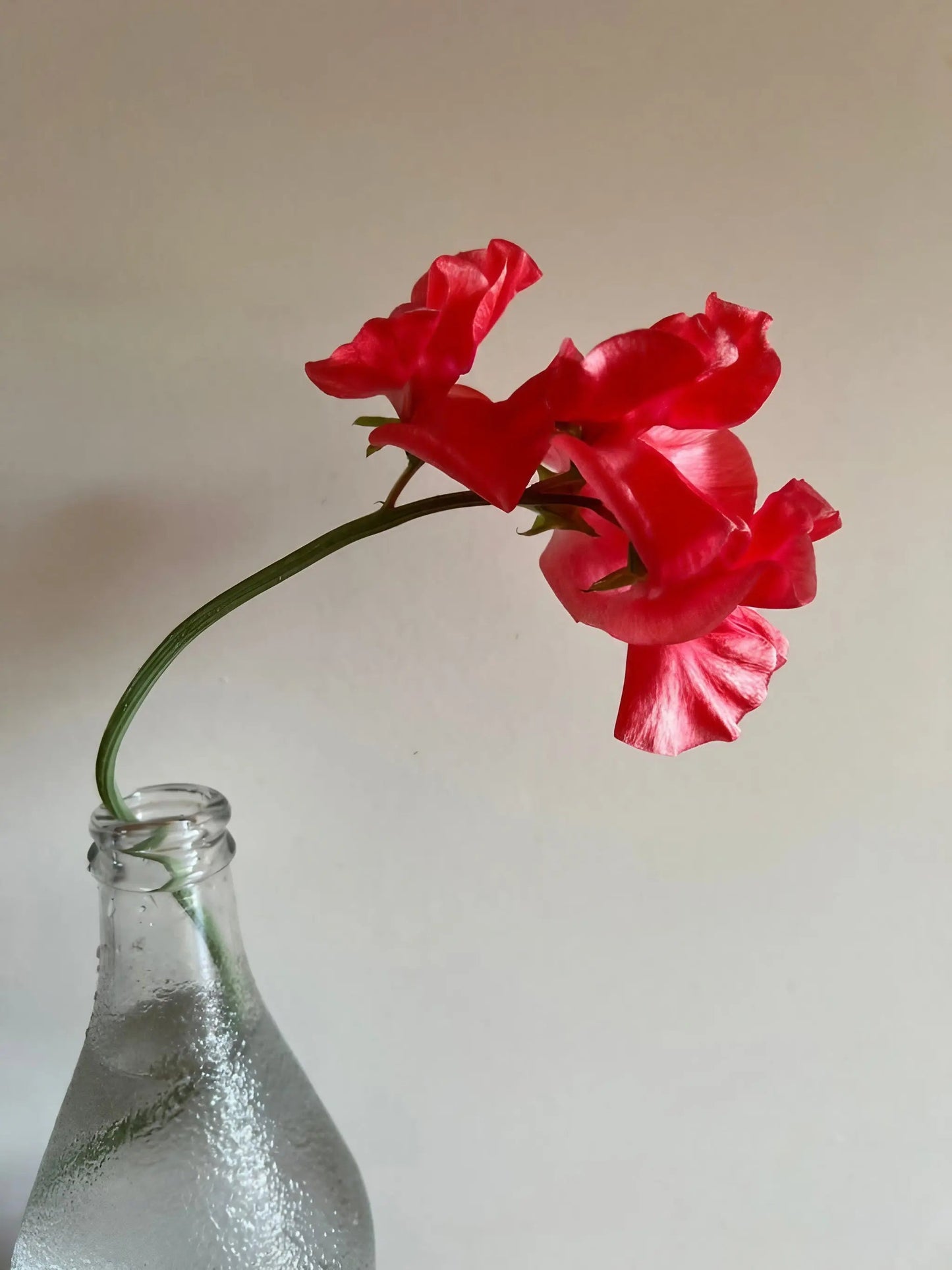 Sweet Pea Parfume Edith Flanagan