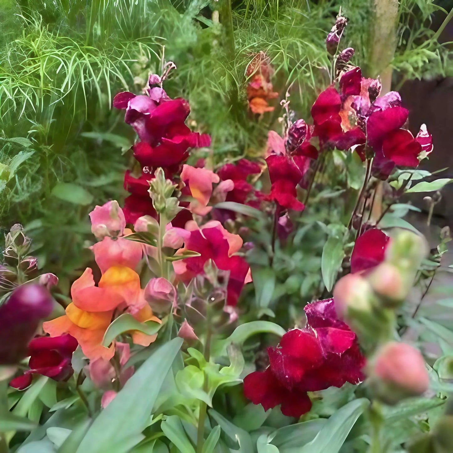 Antirrhinum Crown Mixed
