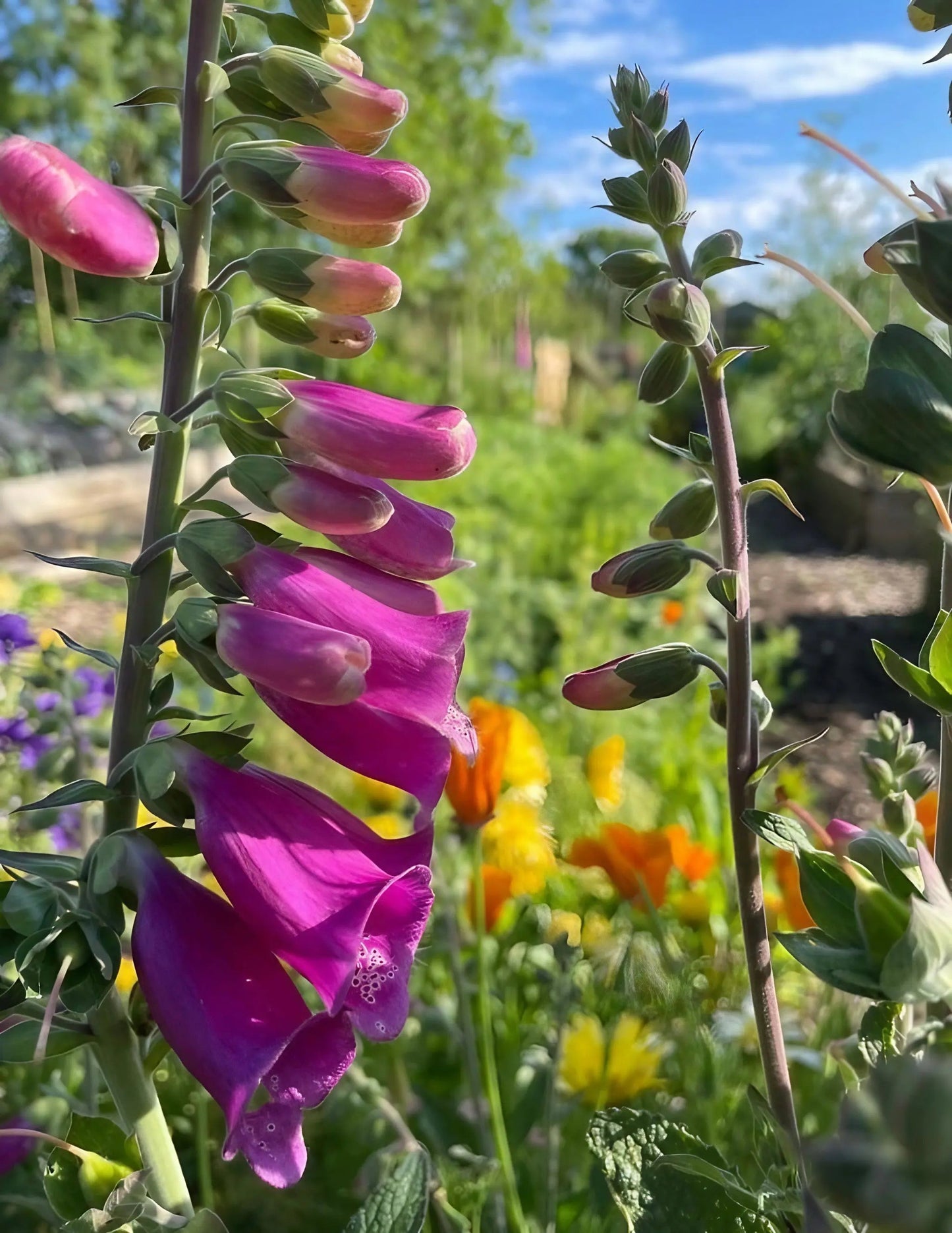 Foxglove Bishy Barnabee Mix