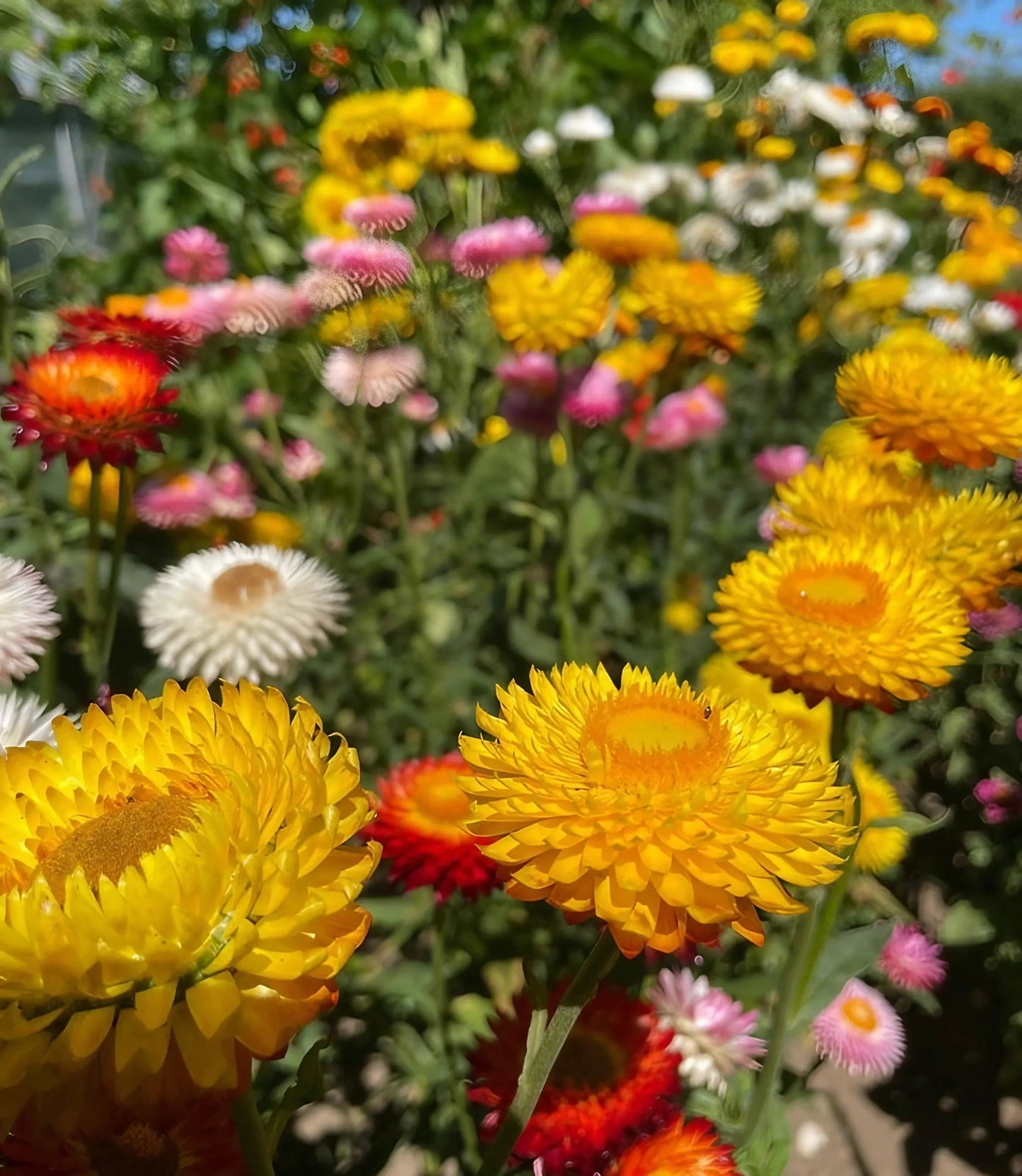 Strawflower Helichrysum Swiss Giant Mix