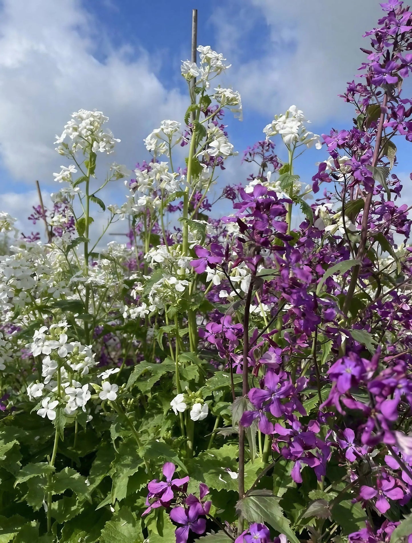 Honesty (Lunaria Annua) Mixed