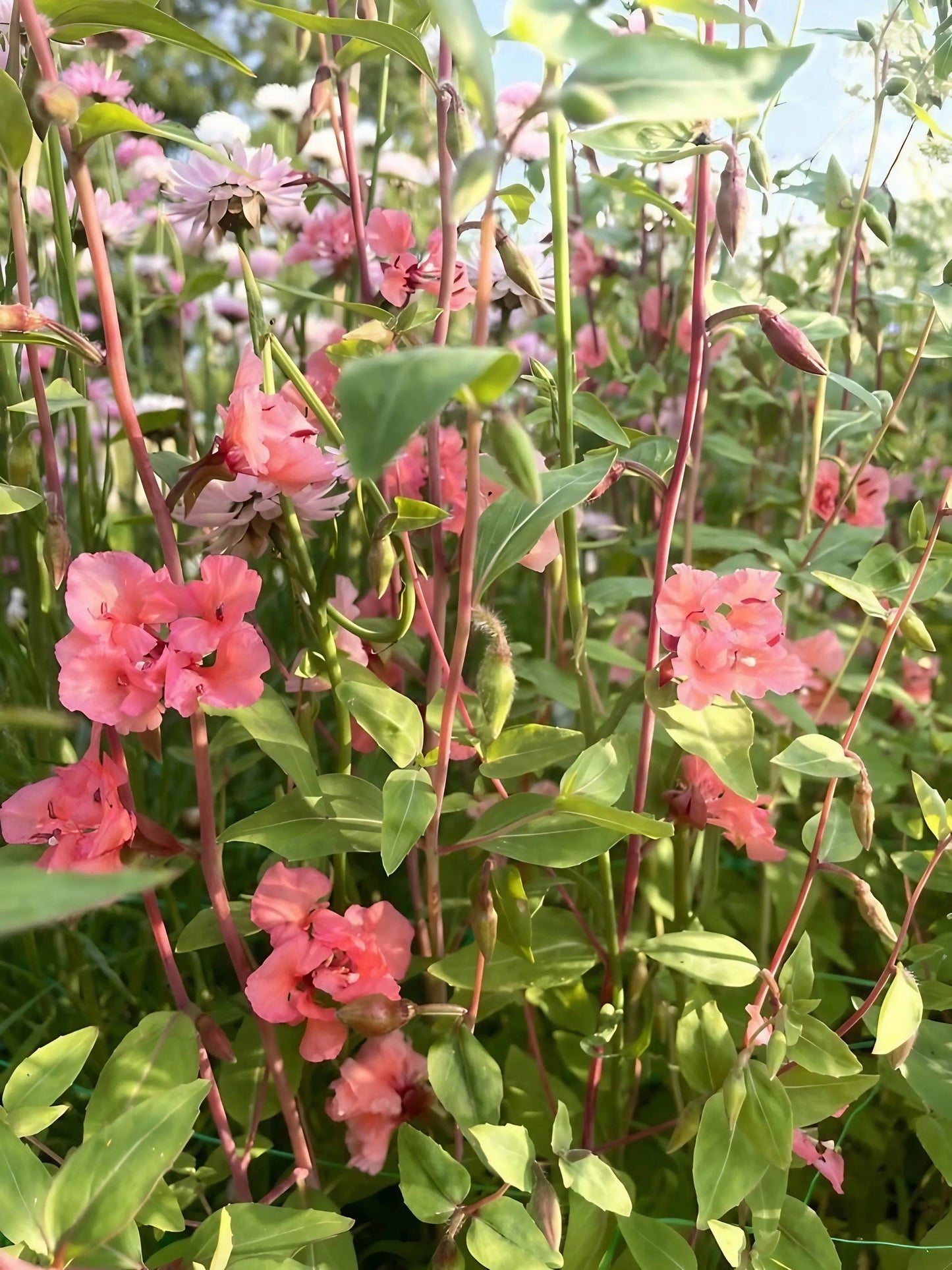 Clarkia Crown Double Mix