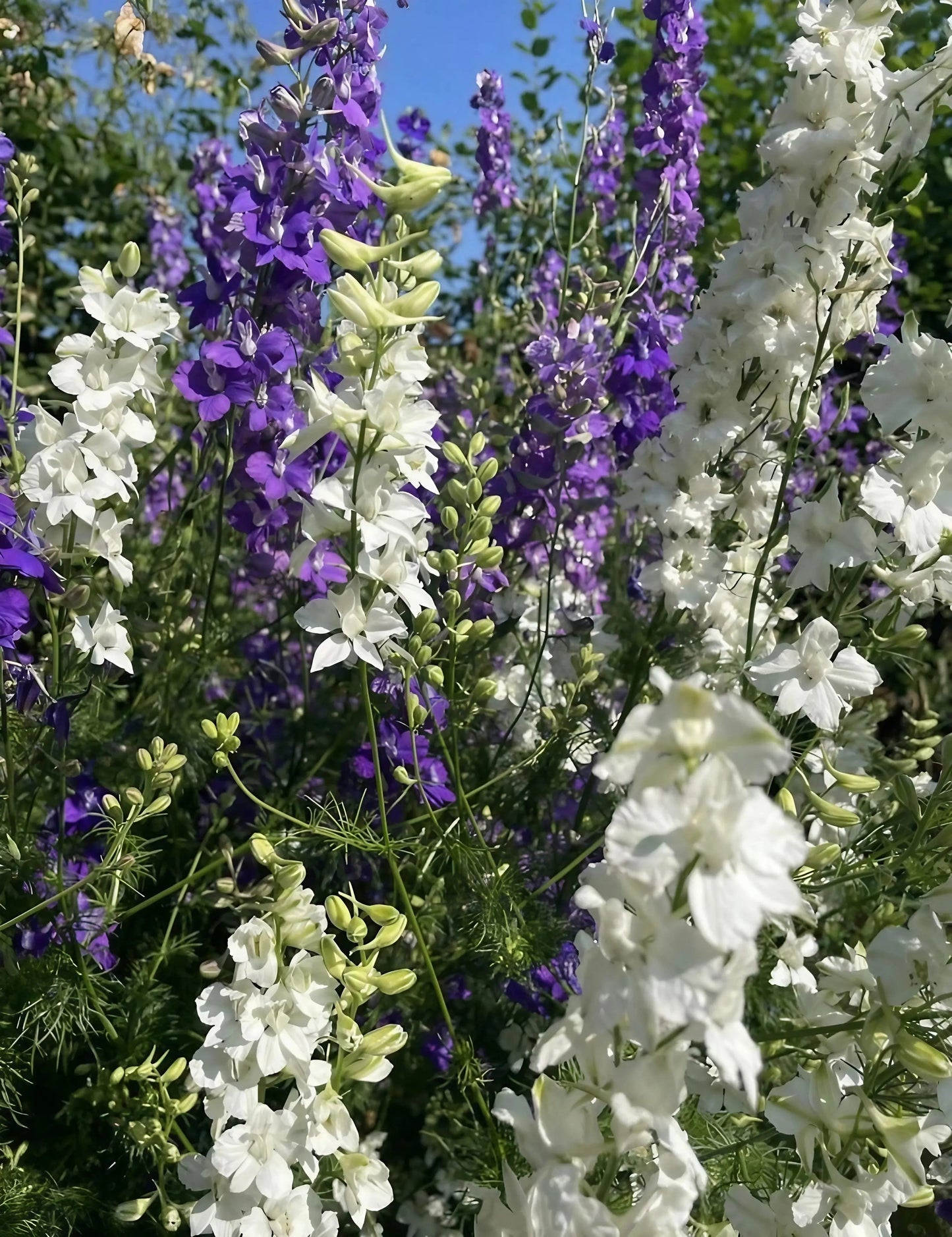 Larkspur Giant Imperial Mix