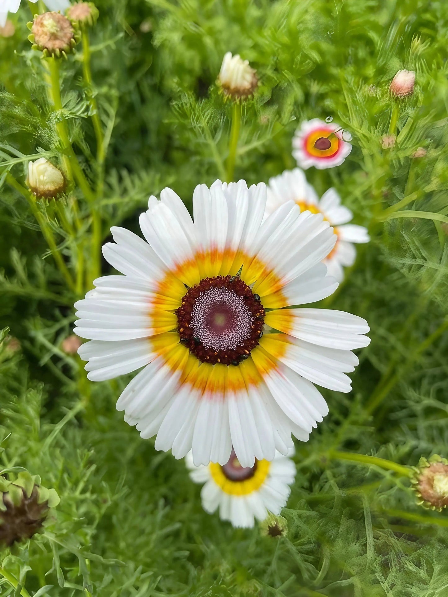Chrysanthemum Painted Daisies