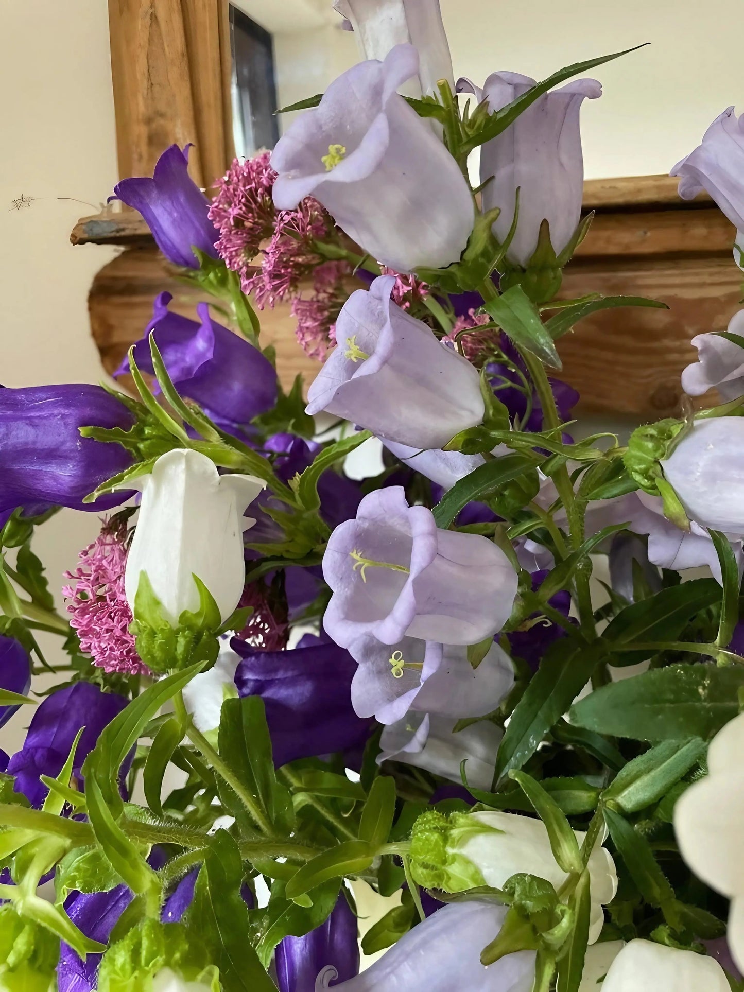 Canterbury Bells Crown Single Mixed