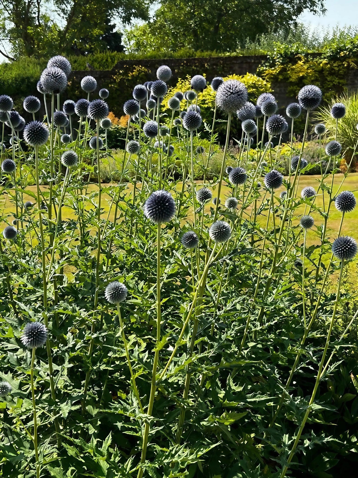 Echinops ritro Metallic Blue