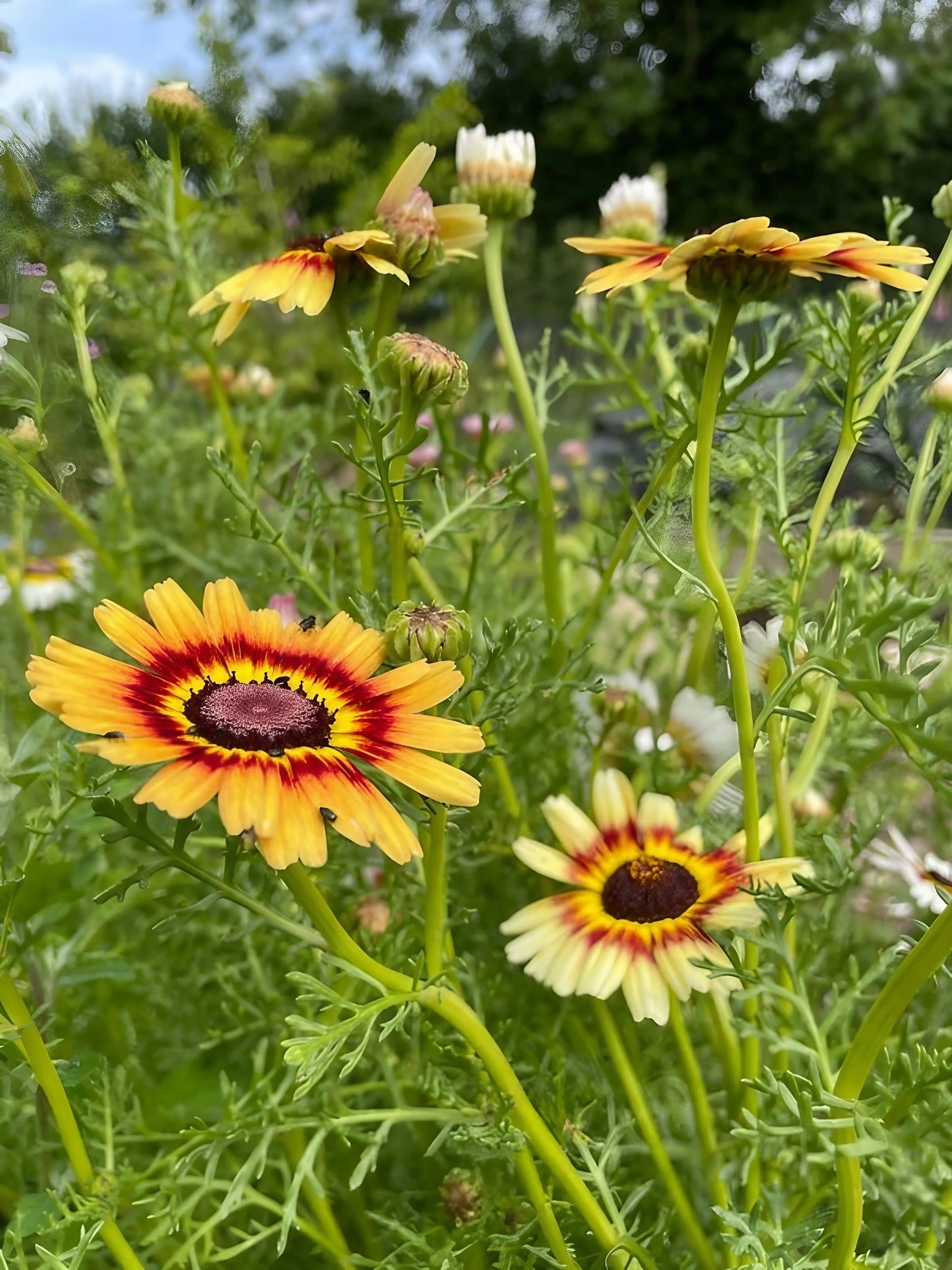 Chrysanthemum Painted Daisies