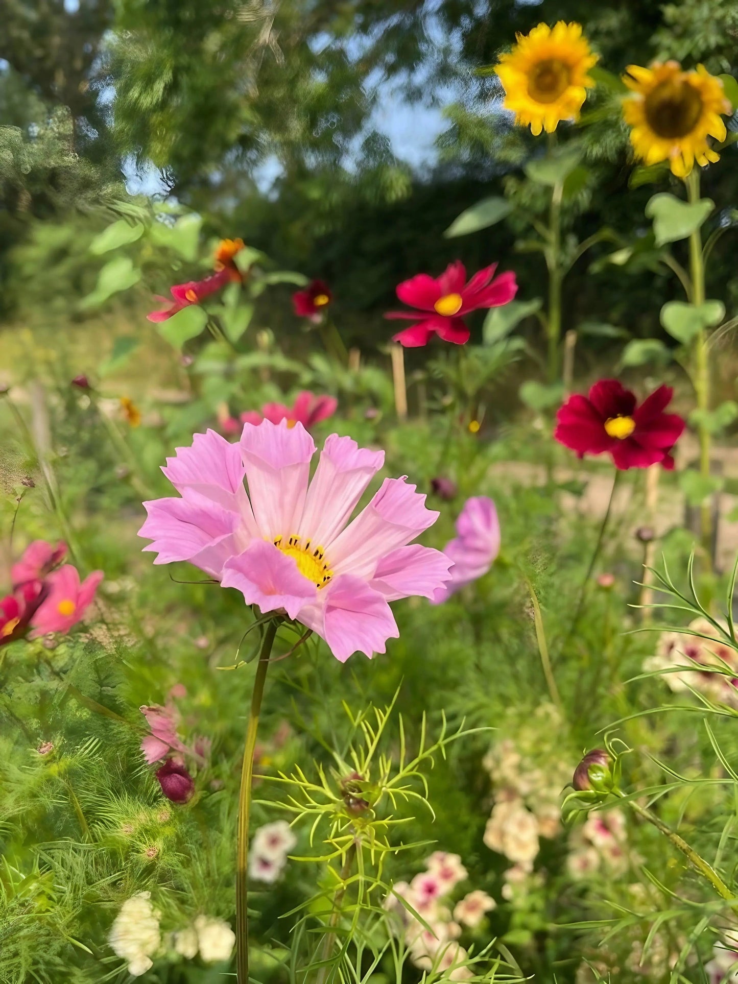 Cosmos Seashell