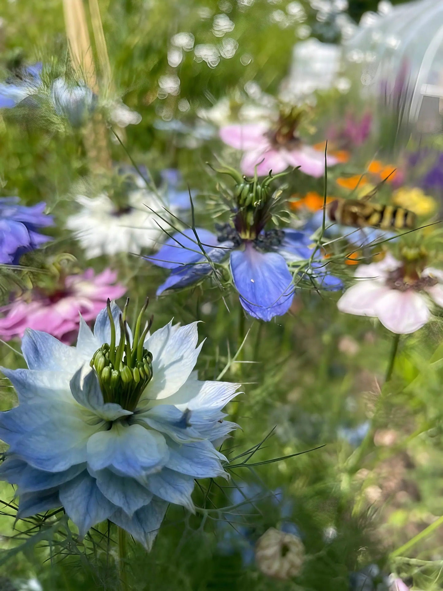 Nigella 'Miss Jekyll Mixed' (Love-in-a-mist)