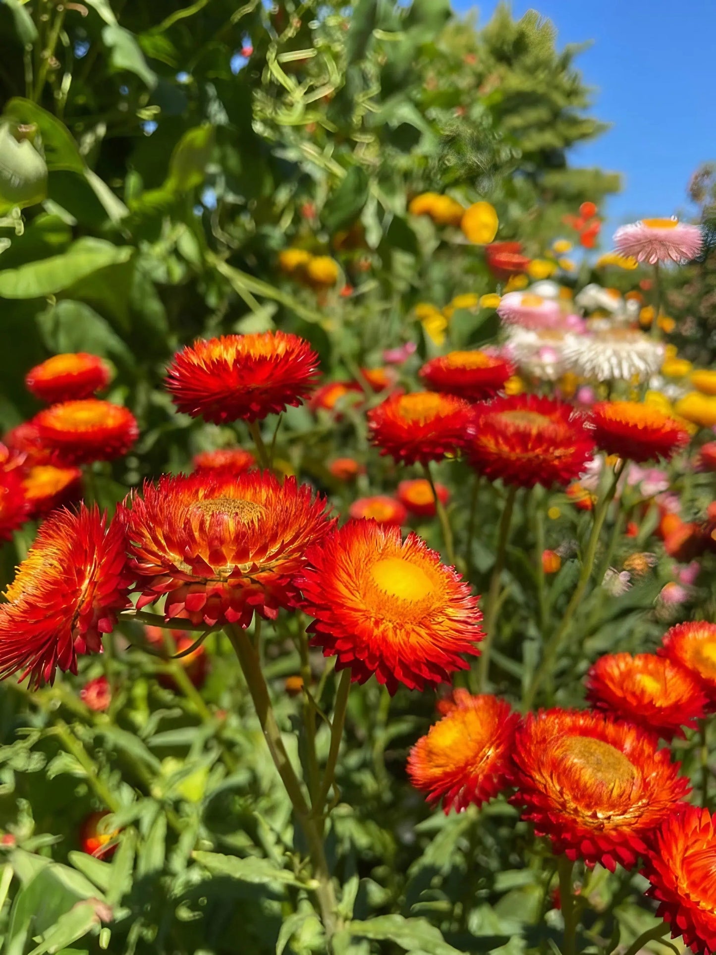 Strawflower Helichrysum Swiss Giant Mix