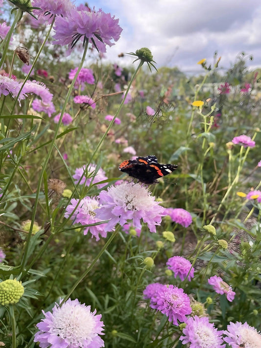 Scabious Imperial Mix