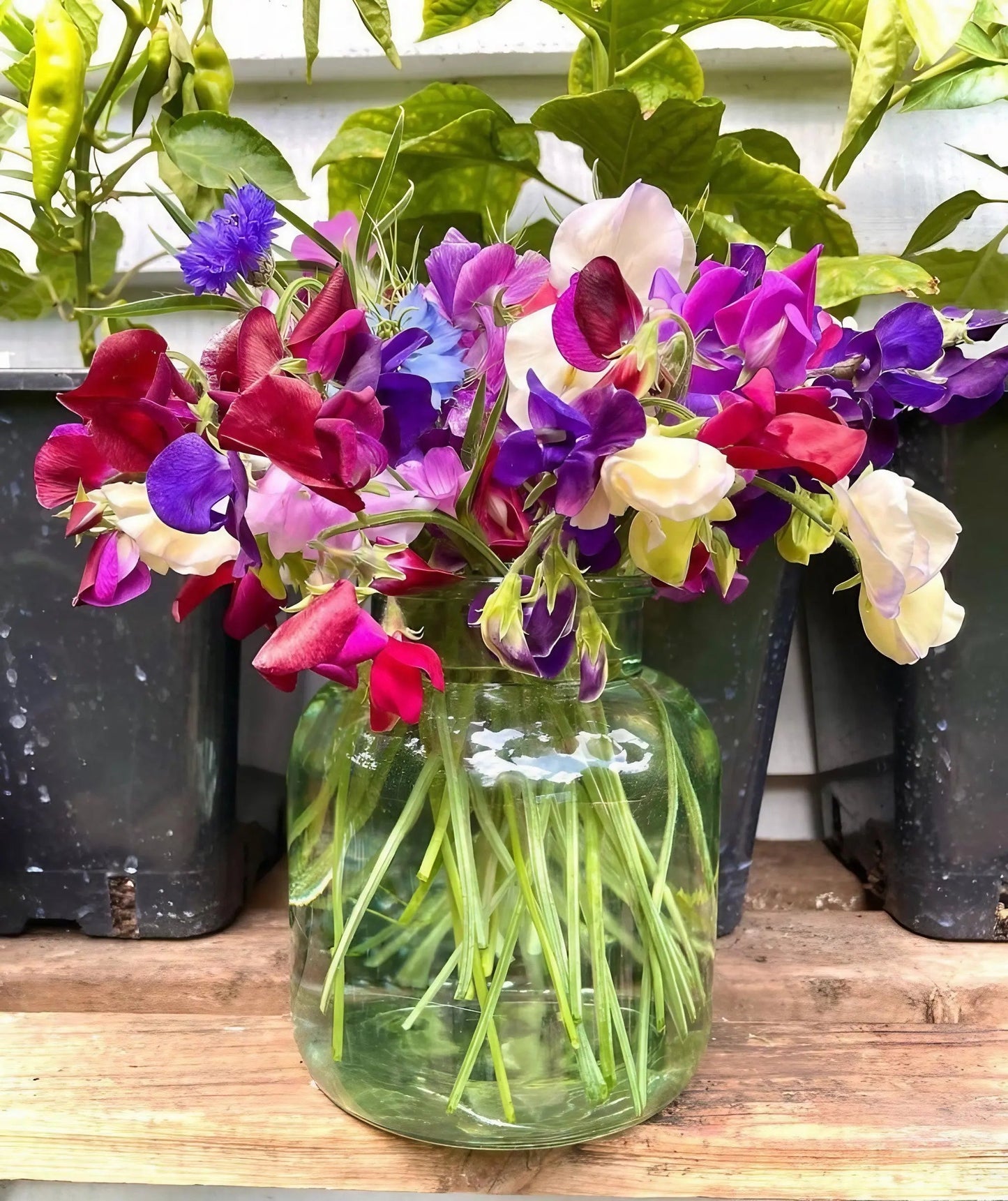 Sweet Pea Bishy Barnabee Mix