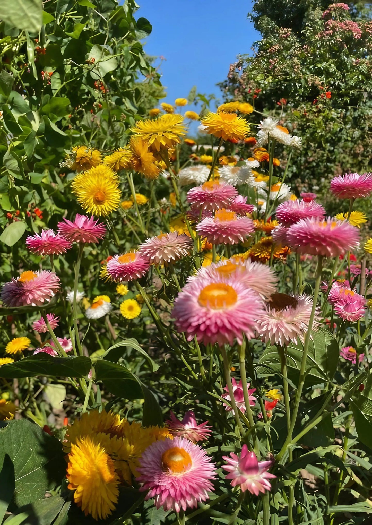 Strawflower Helichrysum Swiss Giant Mix