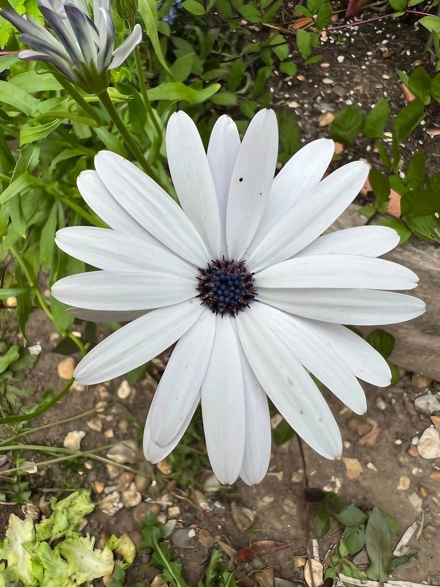 Osteospermum Sky and Ice - African Daisy