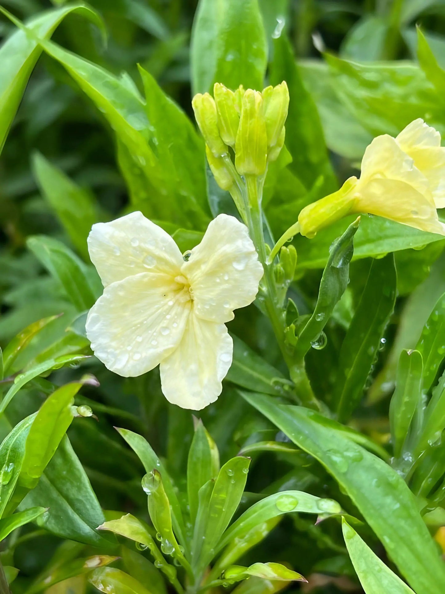 Wallflower Ivory White